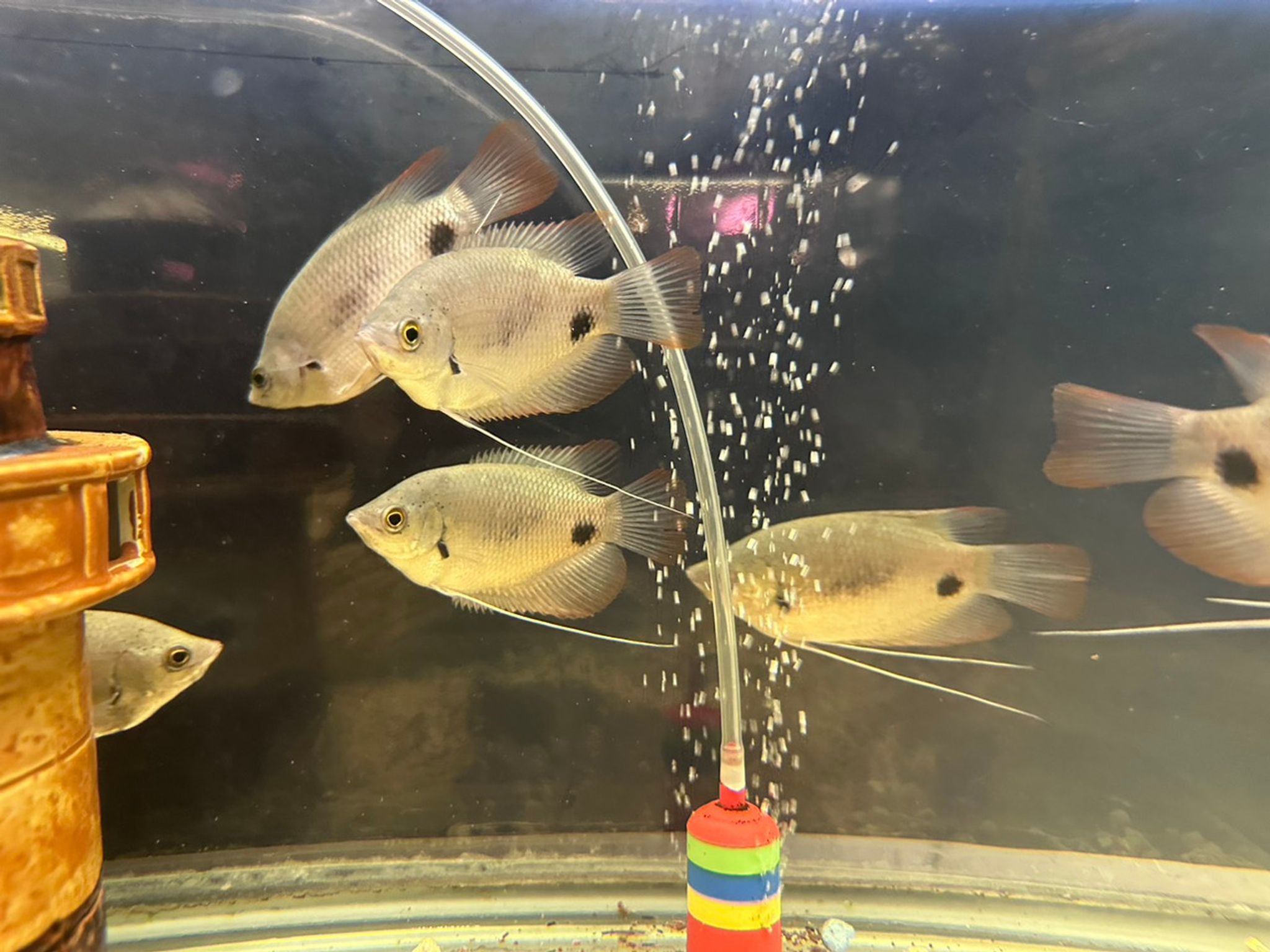 Red Tail Giant Gourami