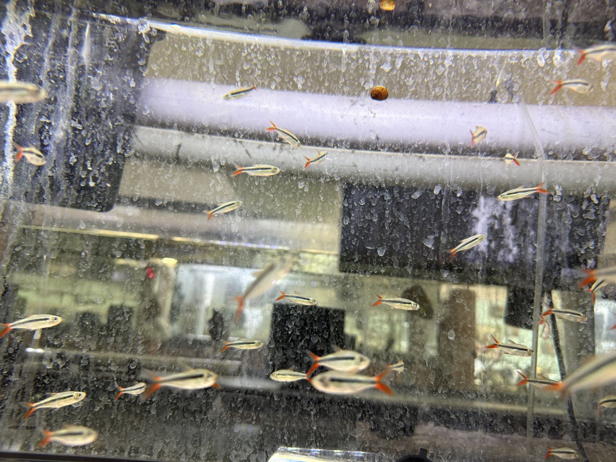 Red Tail Penguin Tetra – Thayeria sp. “Rio Teles Pires”
