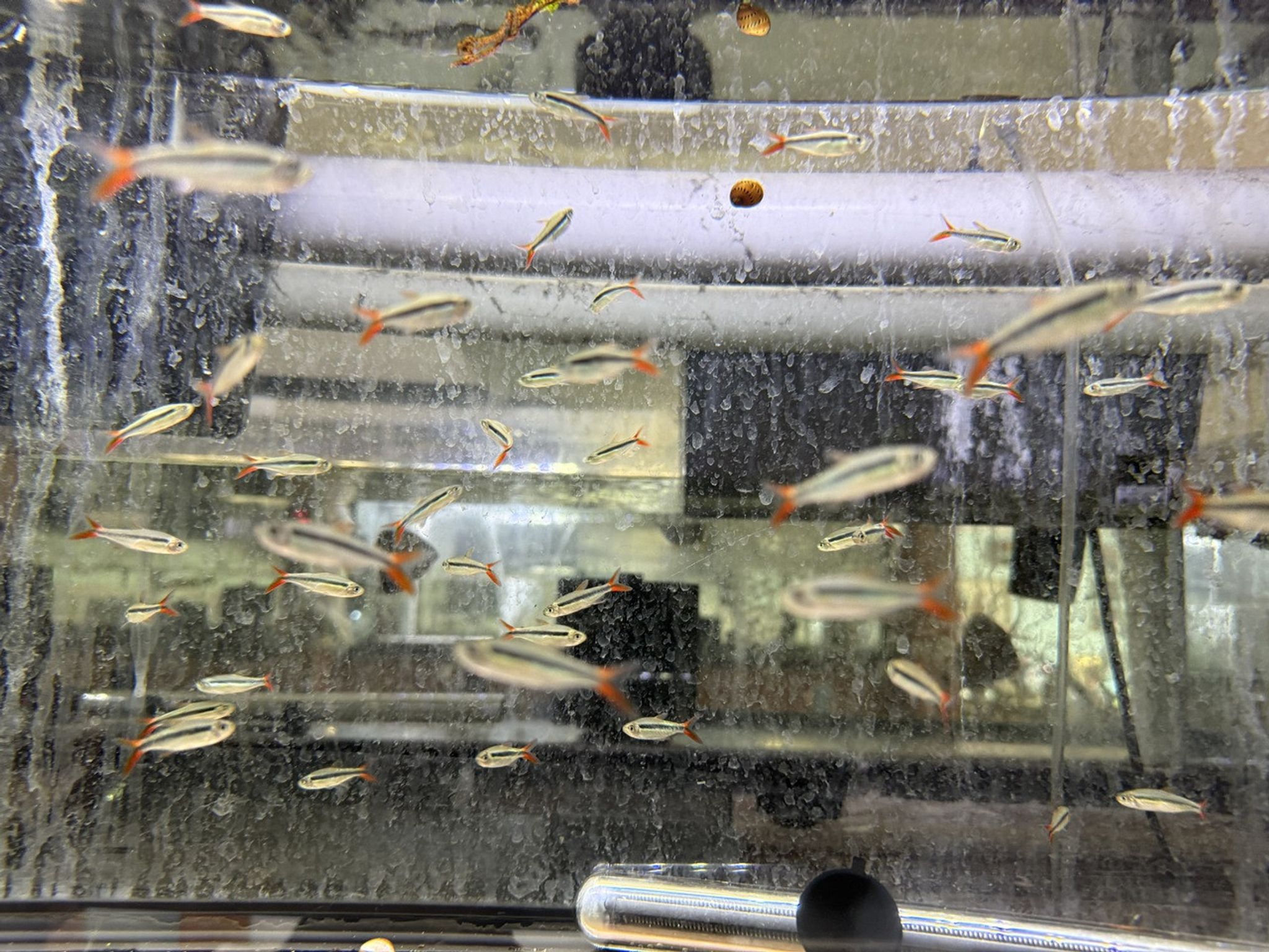 Red Tail Penguin Tetra – Thayeria sp. “Rio Teles Pires”