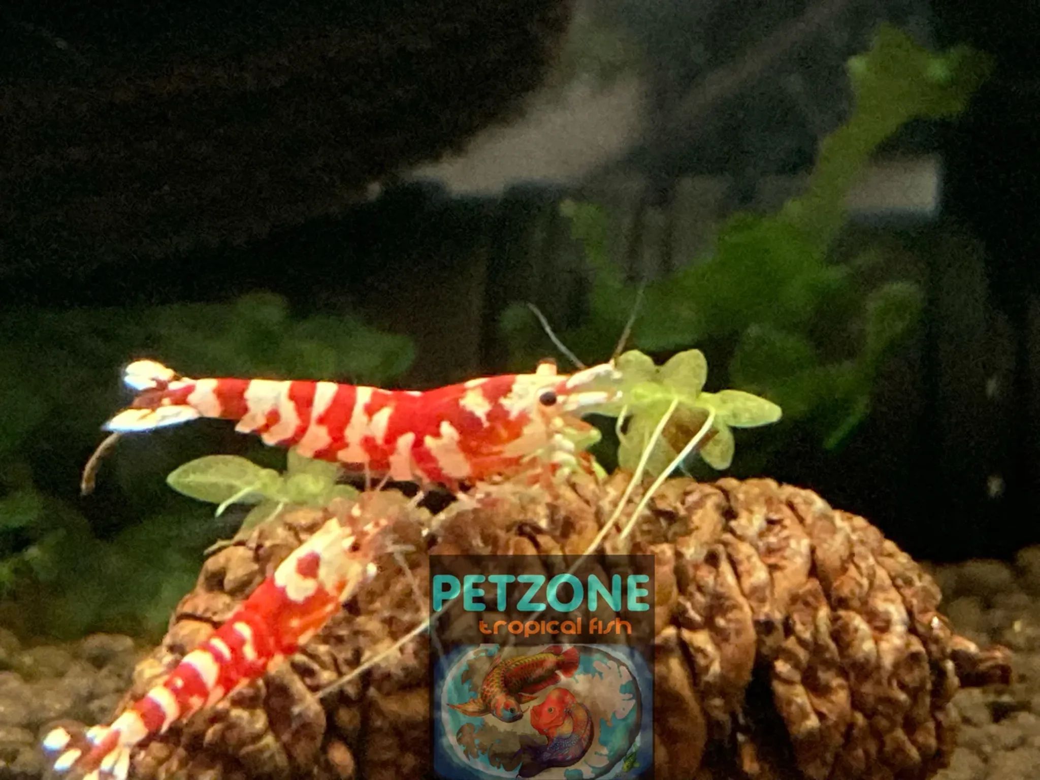 How Much Do Freshwater Shrimp Cost? 2027 Price Data