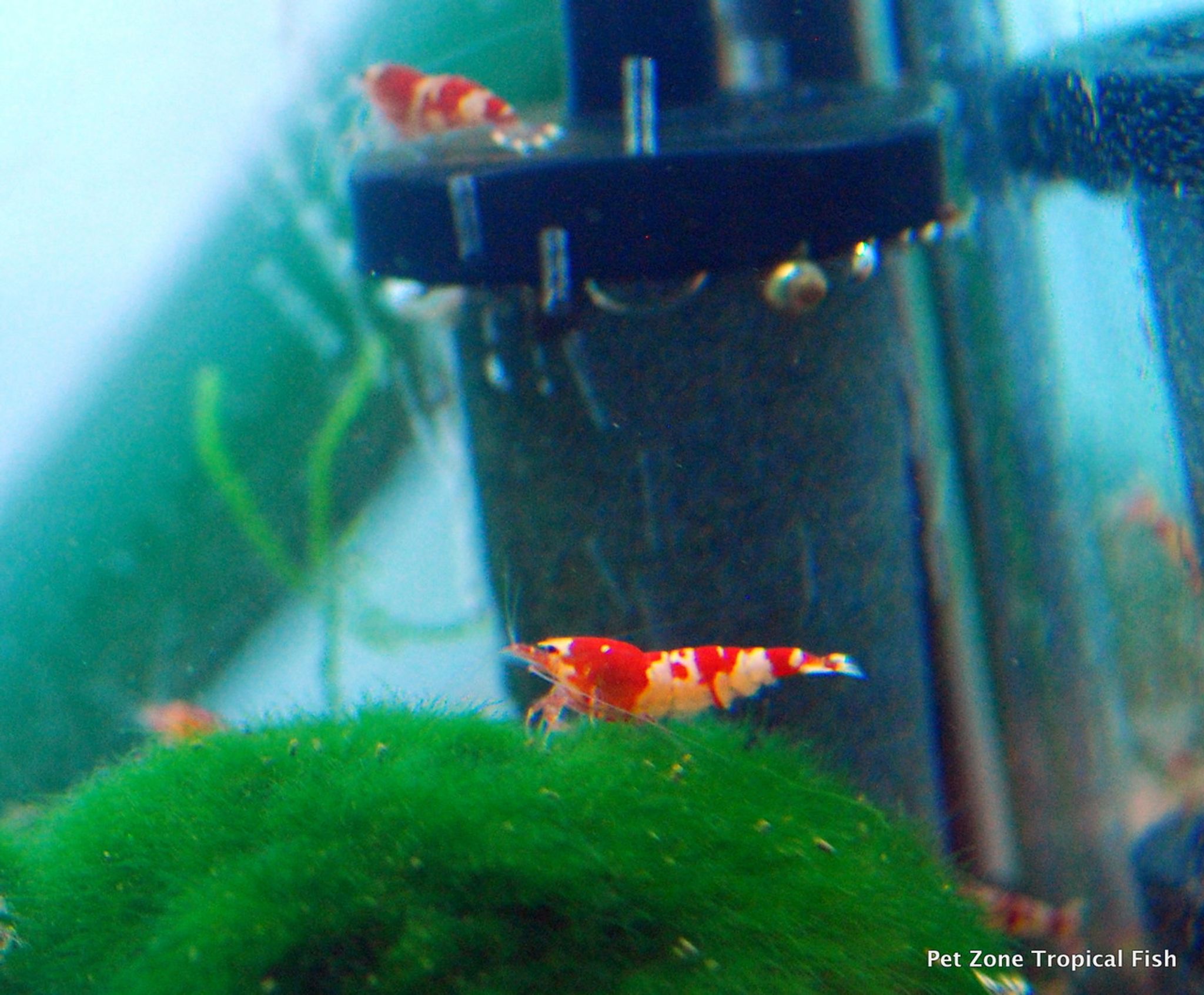 Red Tibee Shrimp (Bundle of 5)