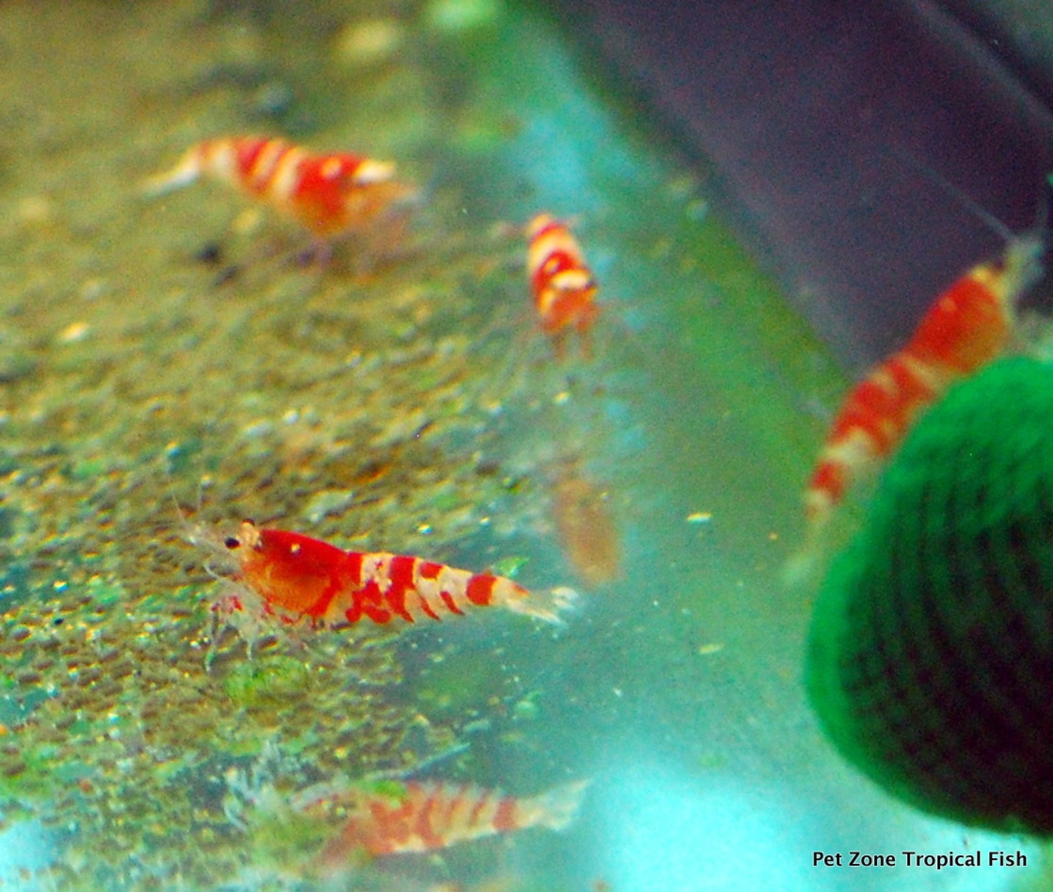 Red Tibee Shrimp (Bundle of 5)