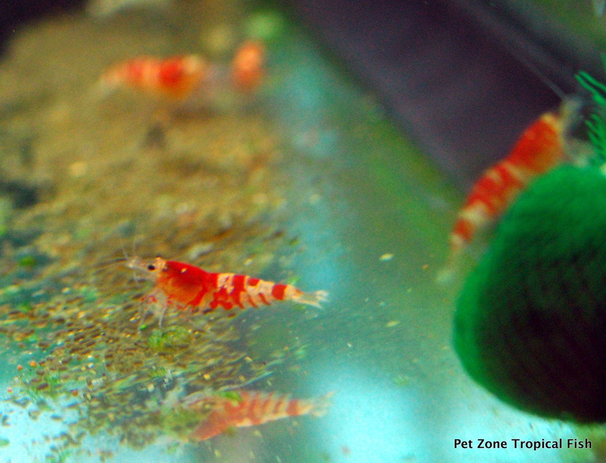 Red Tibee Shrimp