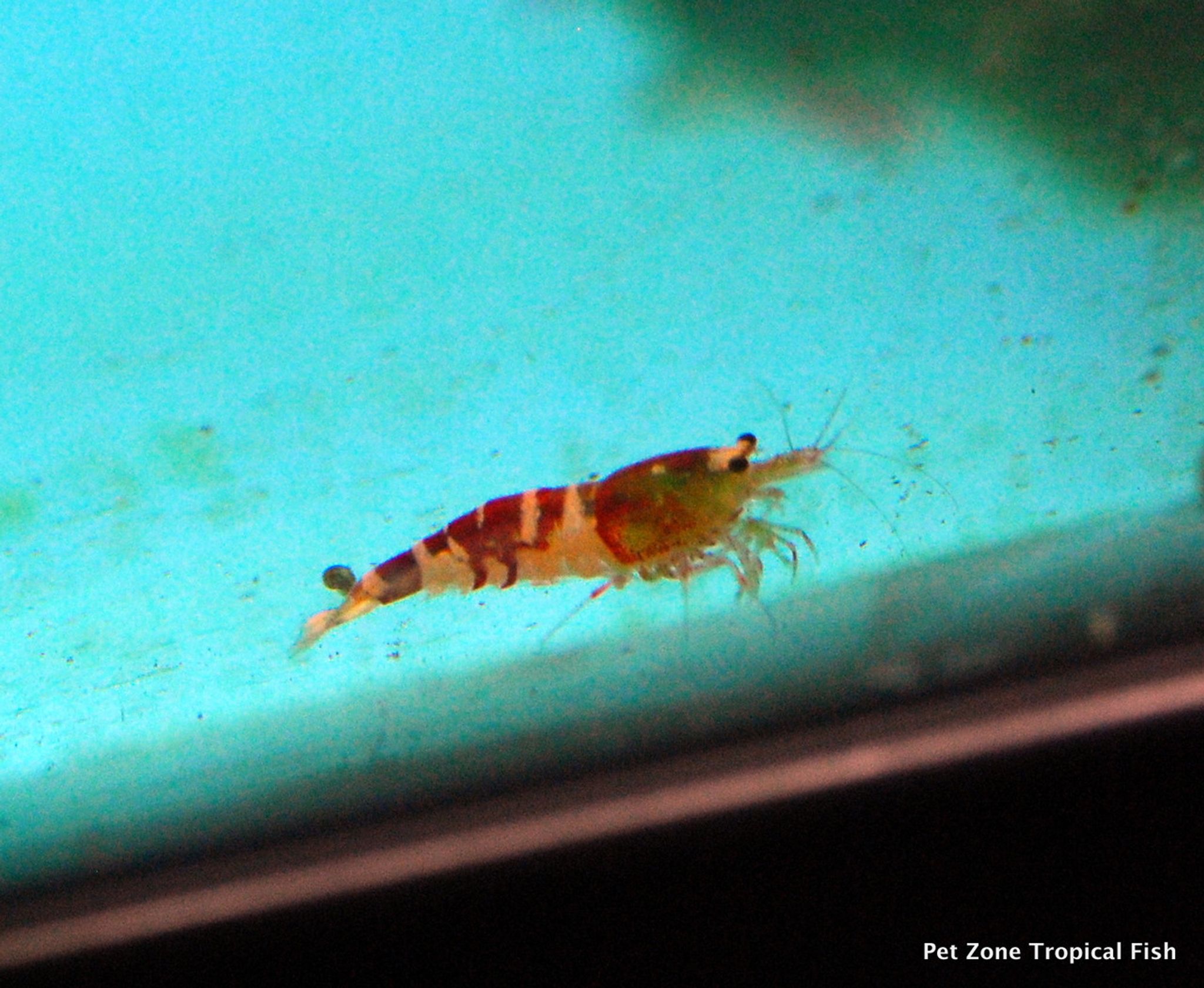 Red Tiger Bee Shrimp