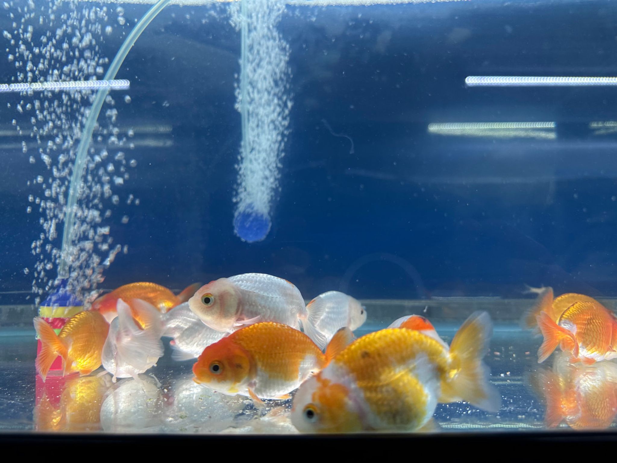 Red & White Ranchu Goldfish