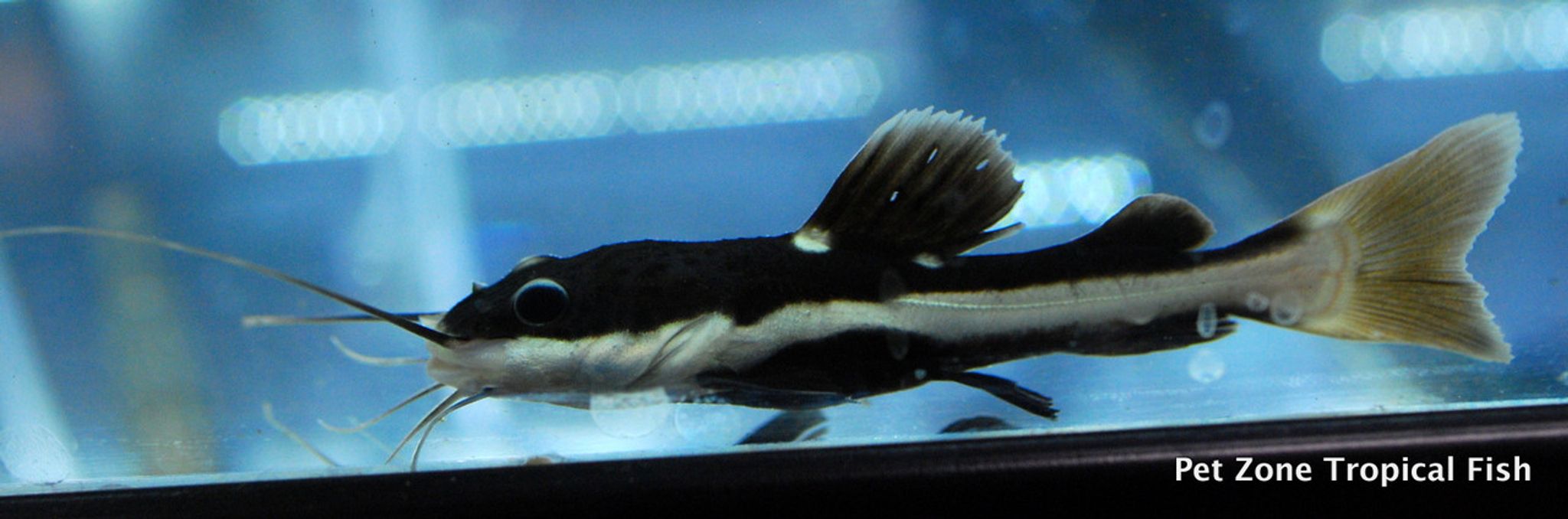 Redtail Catfish (Phractocephalus hemioliopterus)