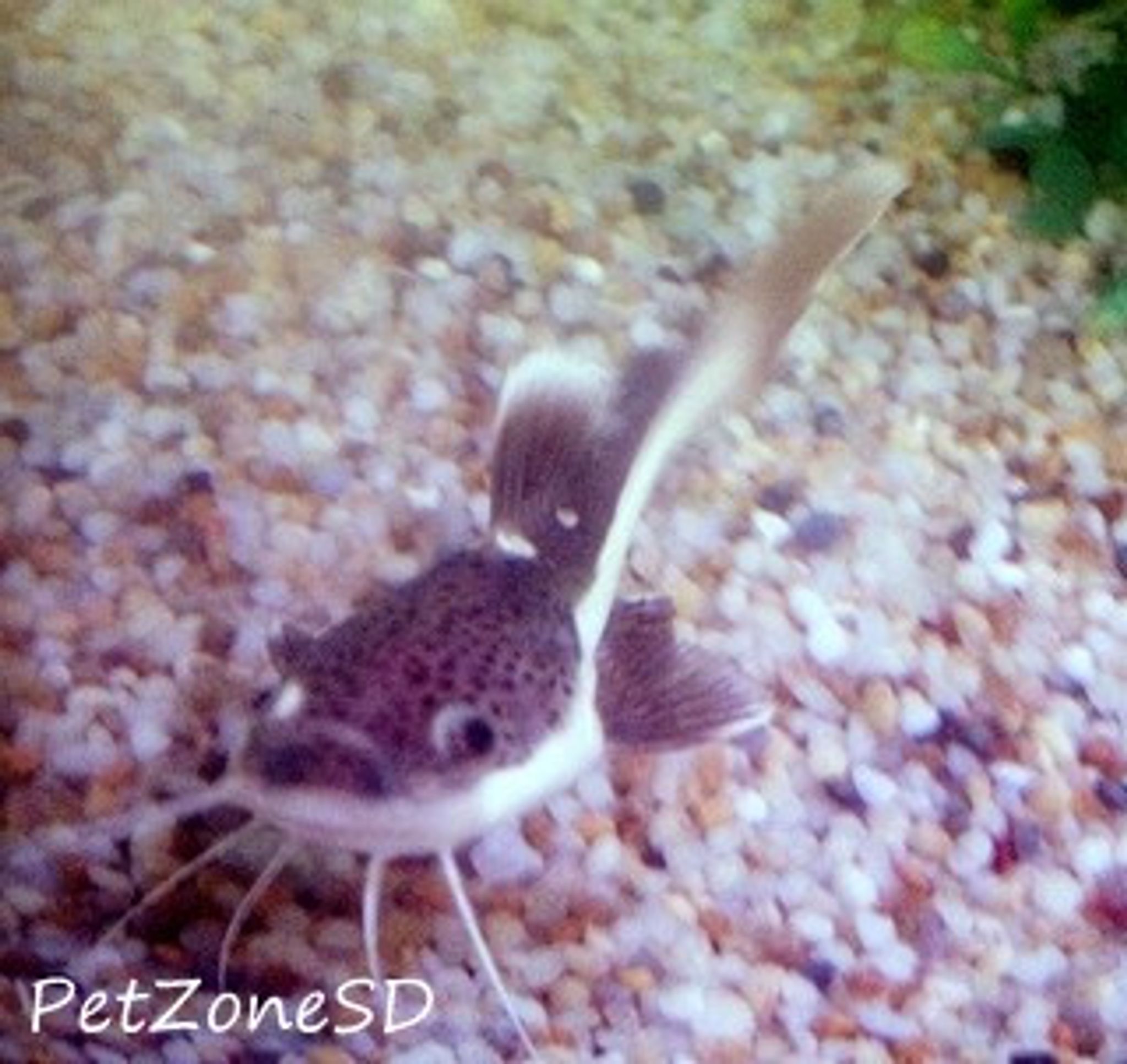 Redtail Catfish (Phractocephalus hemioliopterus)
