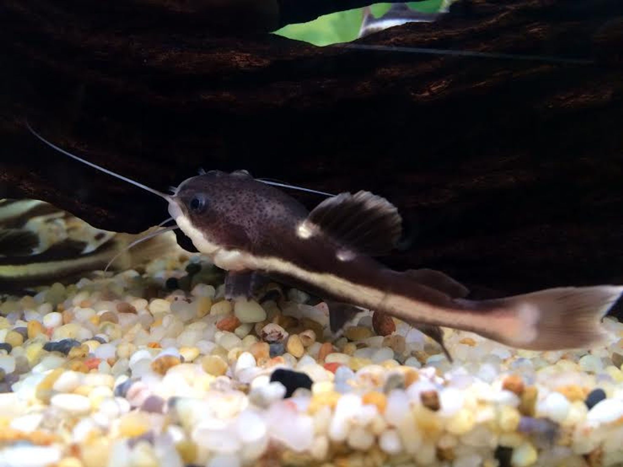 Redtail Catfish (Phractocephalus hemioliopterus)