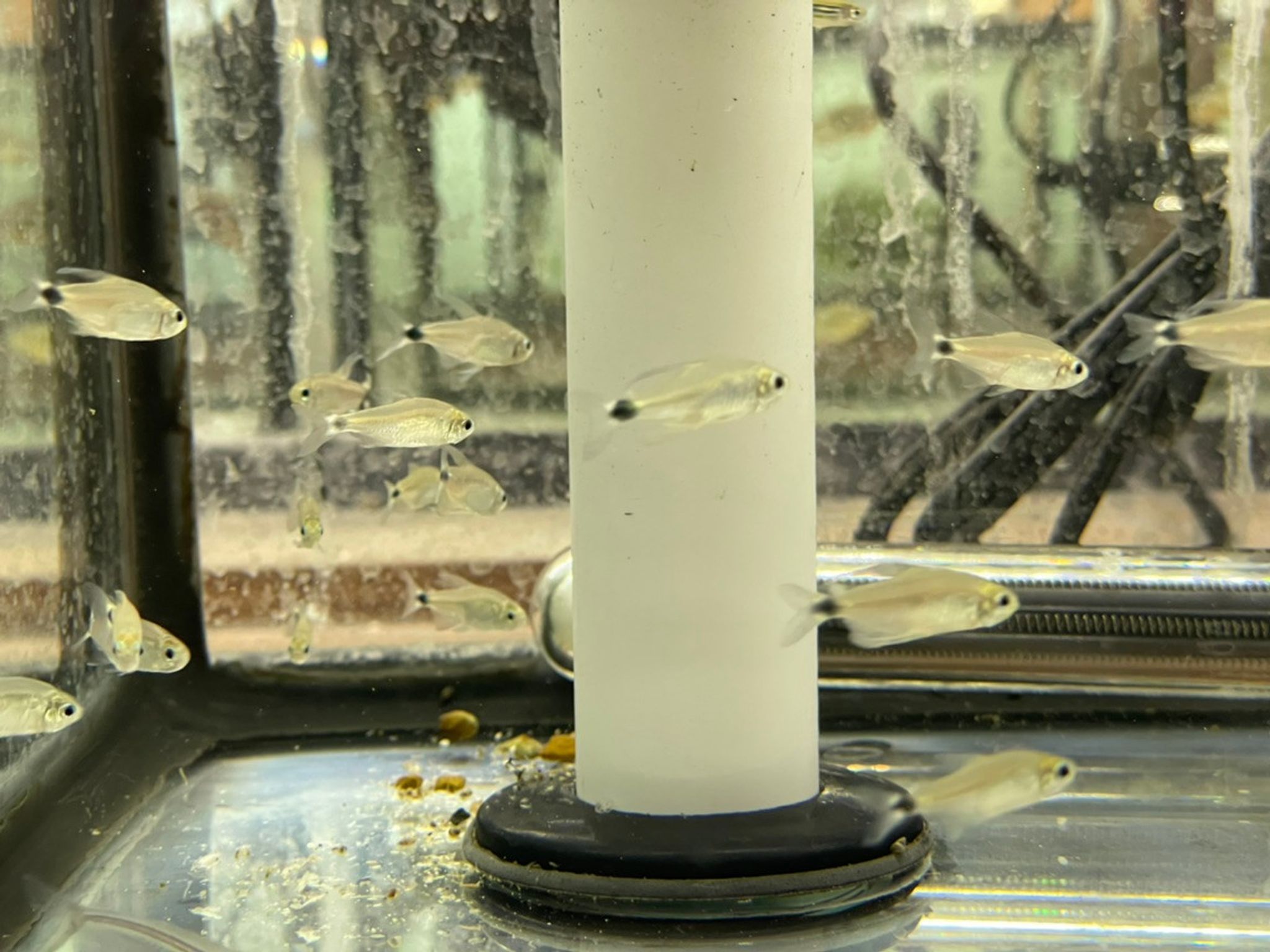 Reed Tetra