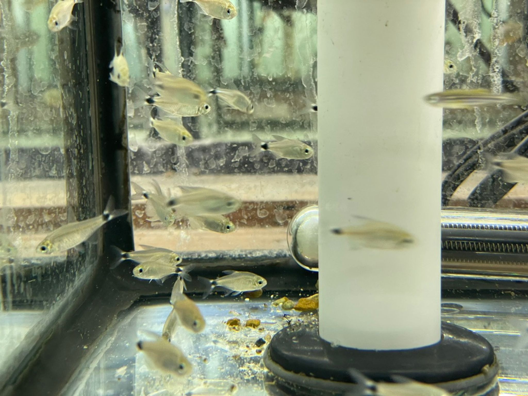 Reed Tetra