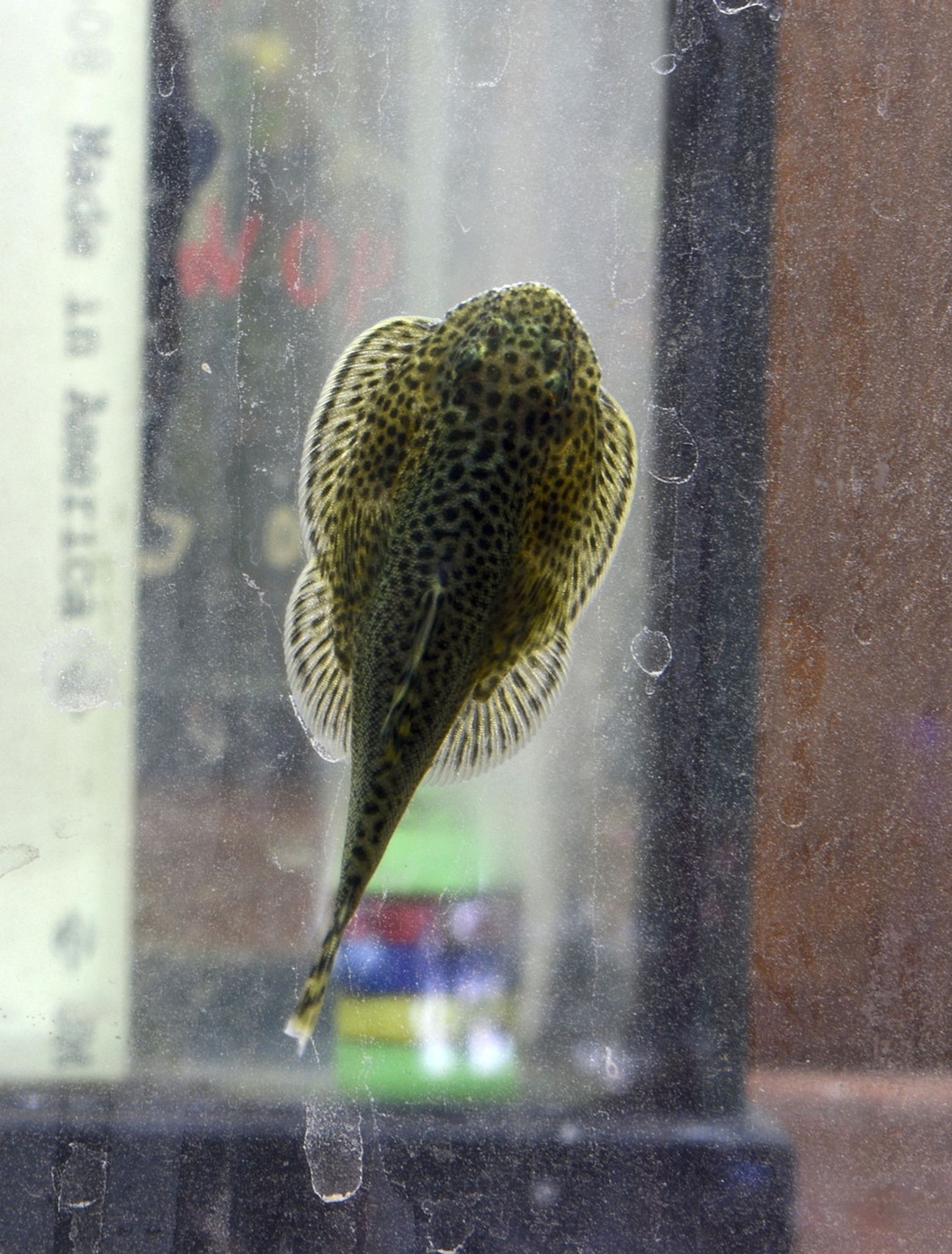Reticulated Hillstream Loach