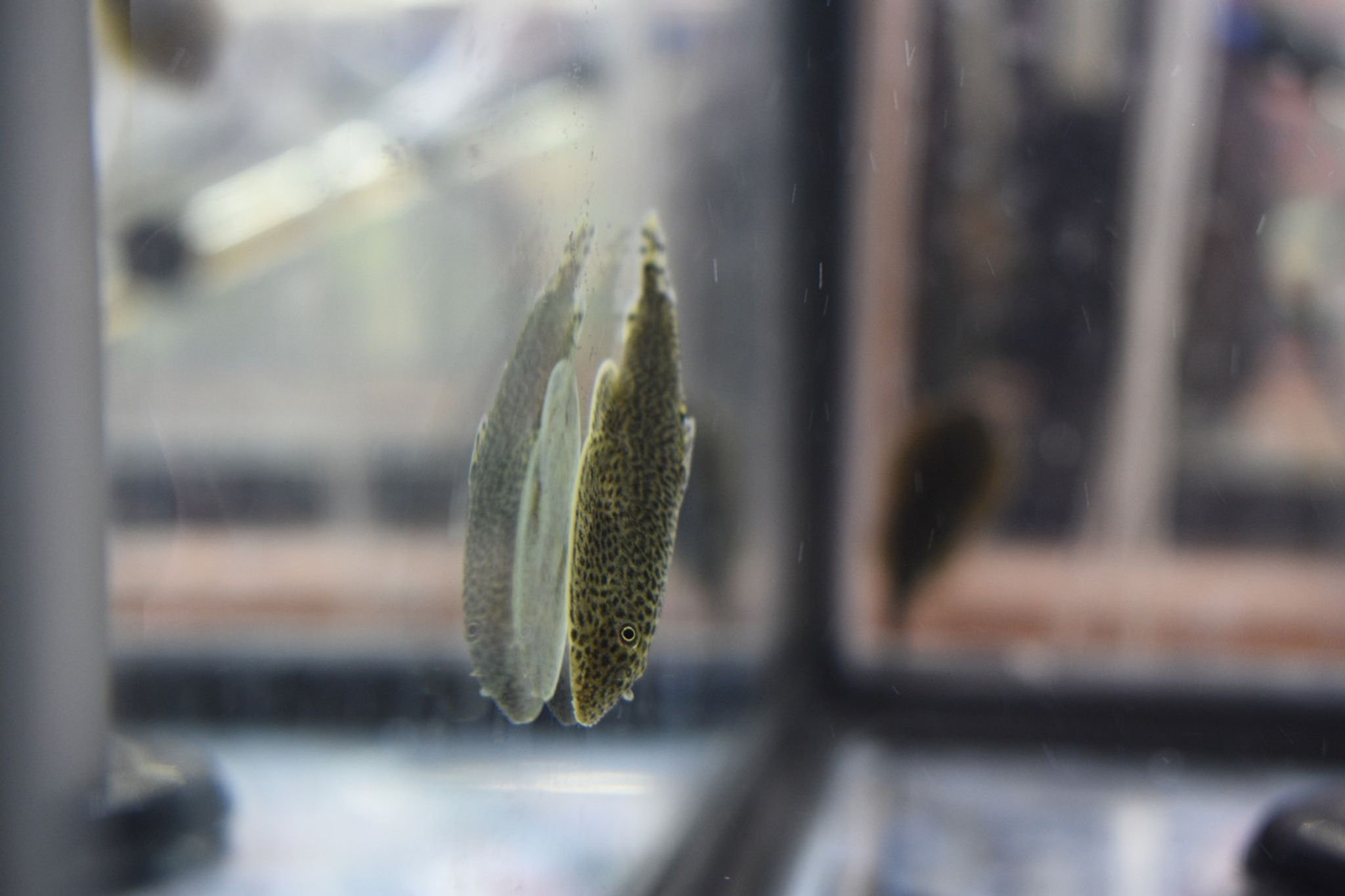 Reticulated Hillstream Loach
