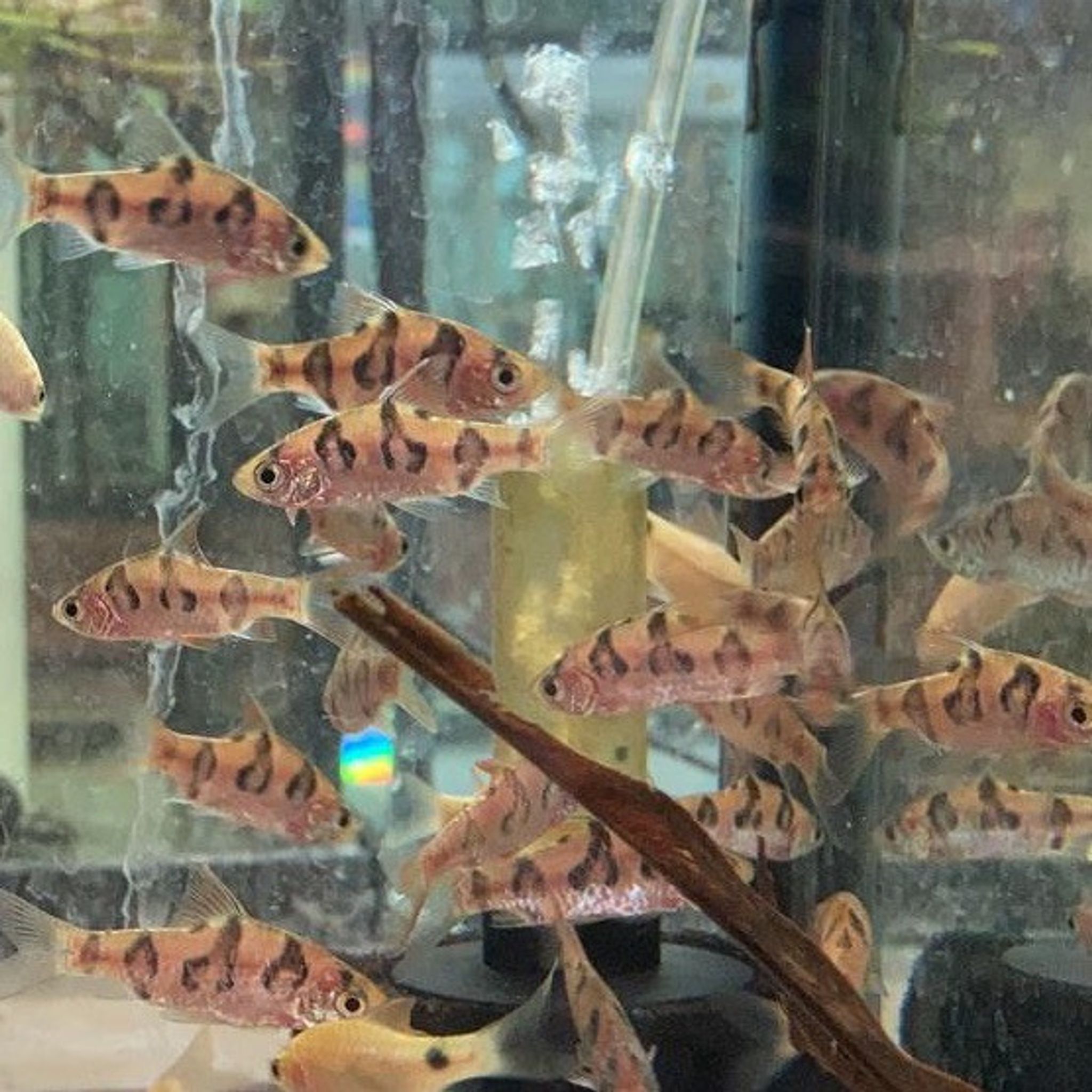 Rhombo Snakeskin Barb (Desmopuntius rhomboocellatus)