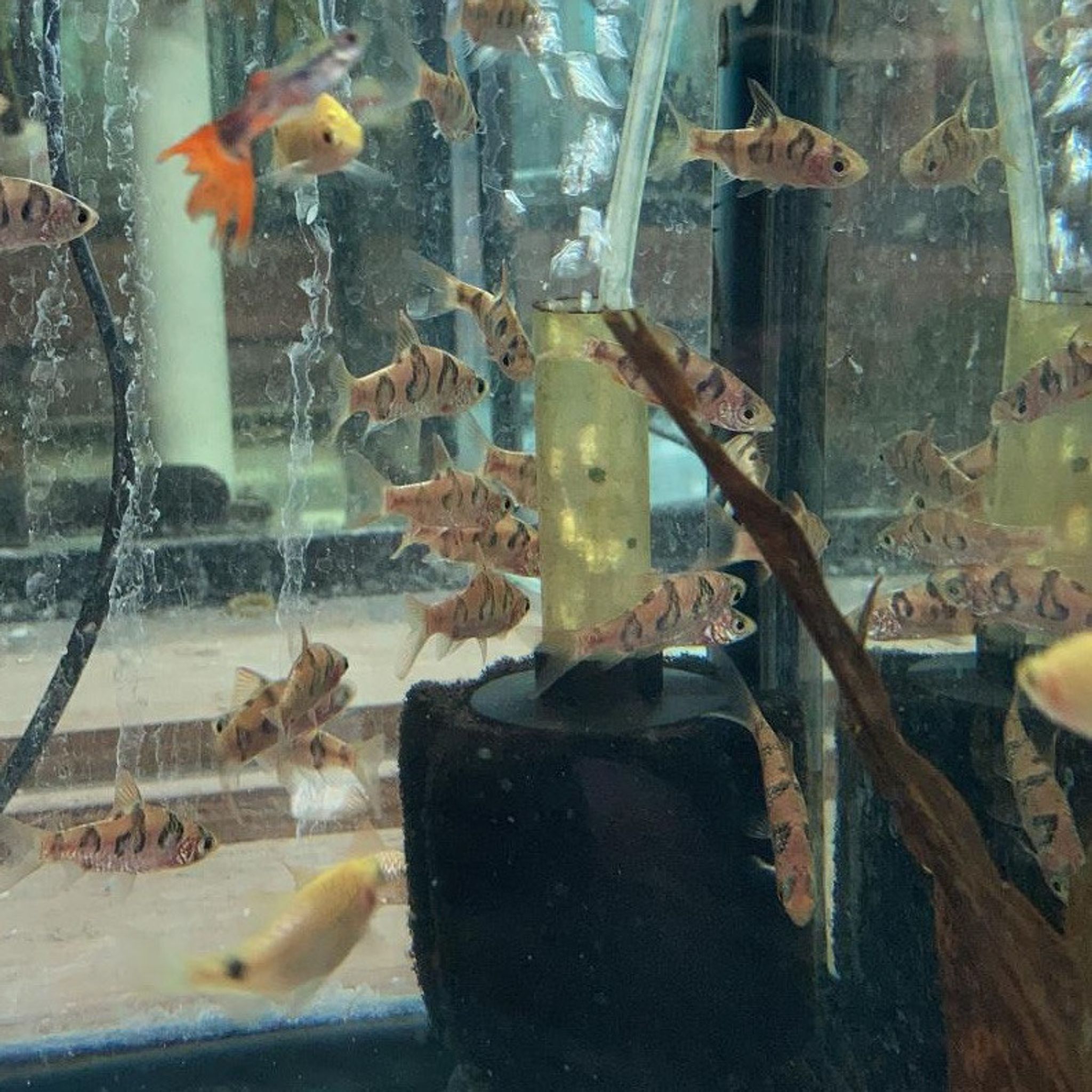 Rhombo Snakeskin Barb (Desmopuntius rhomboocellatus)