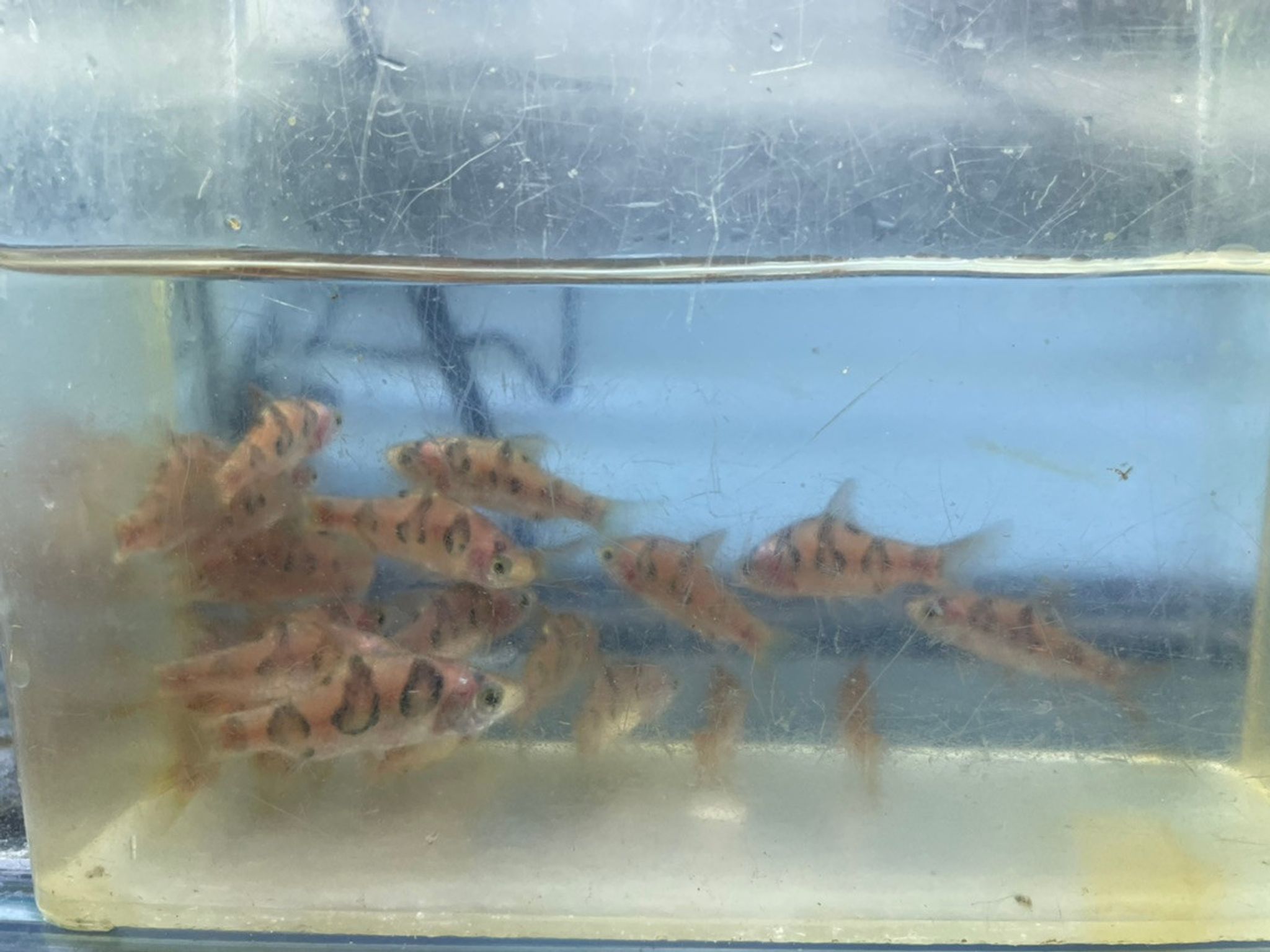 Rhombo Snakeskin Barb (Desmopuntius rhomboocellatus)