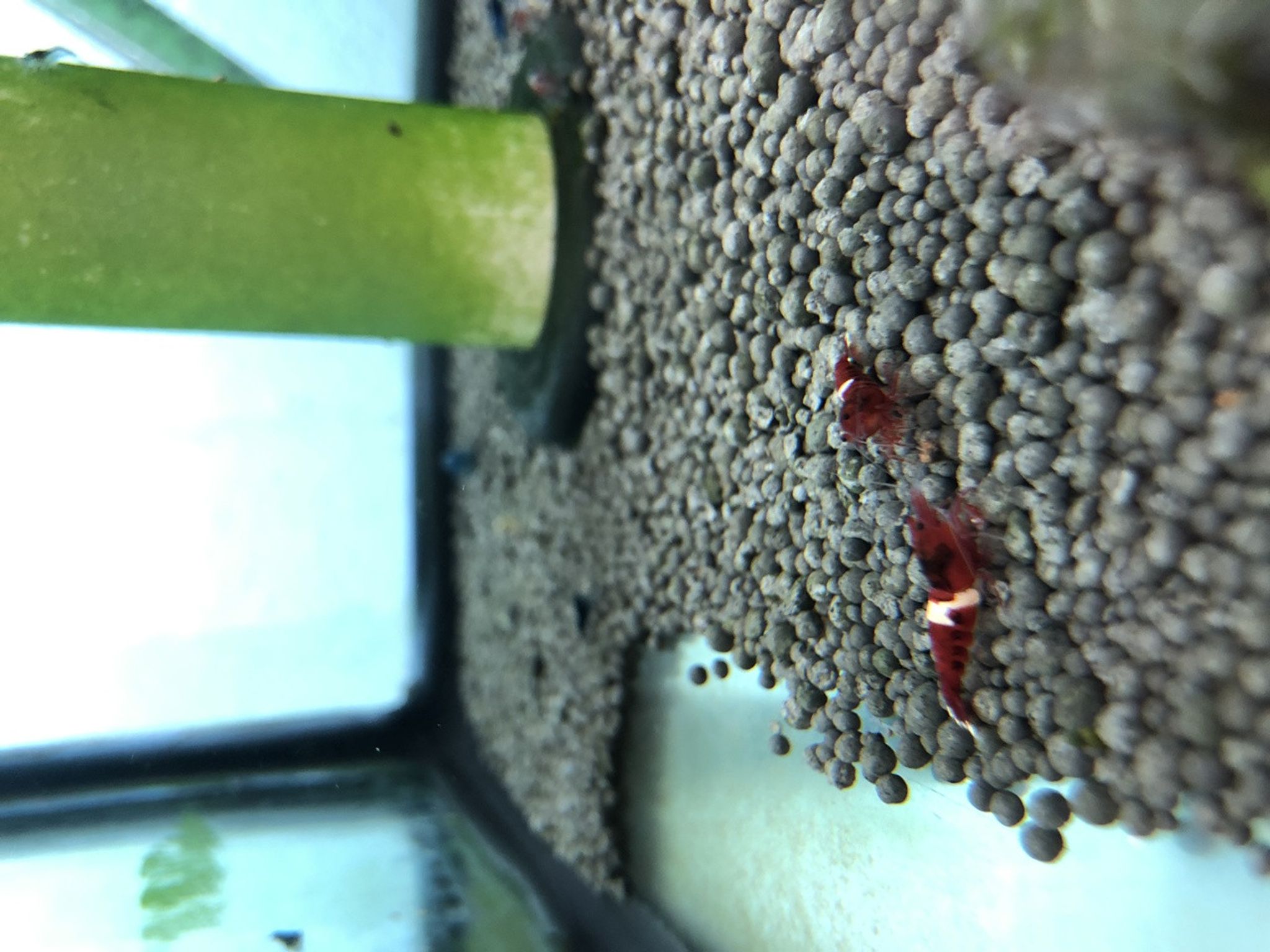 RKK Red King Kong Shrimp
