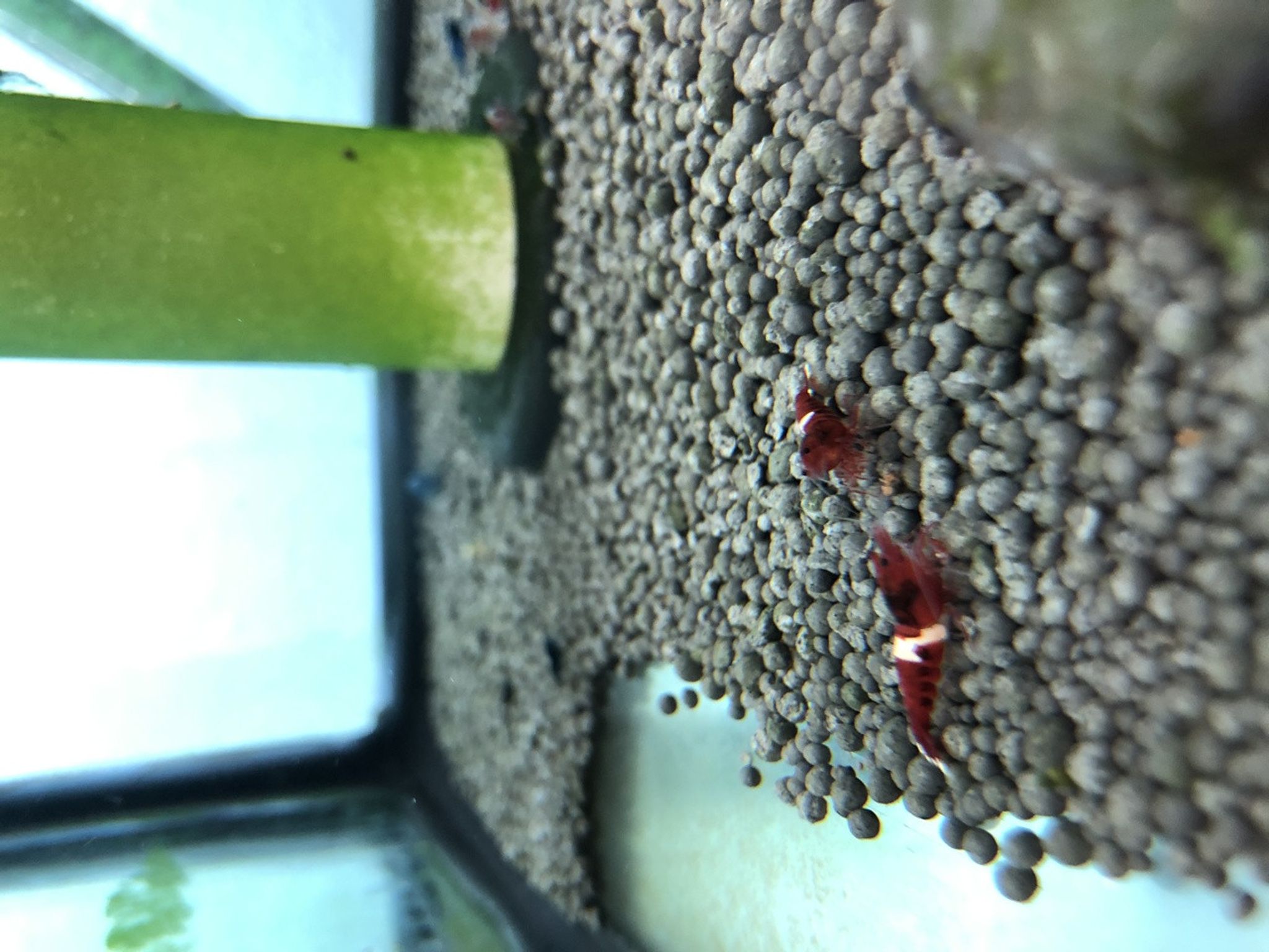 RKK Red King Kong Shrimp