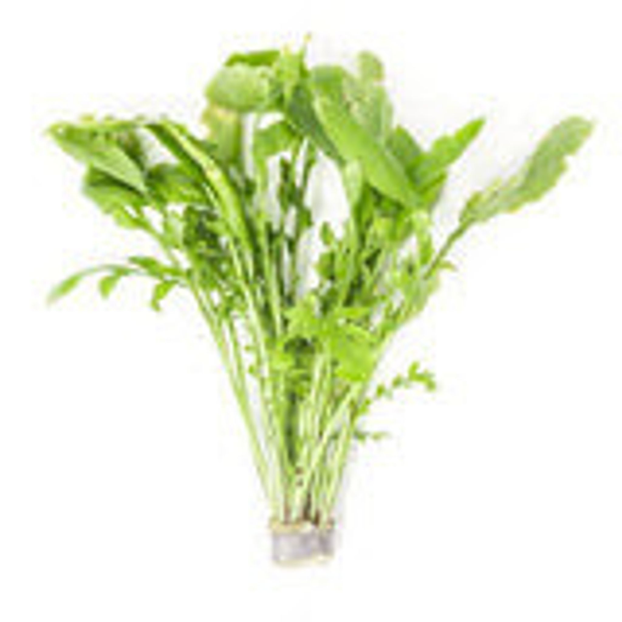 Rorippa Aquatica
