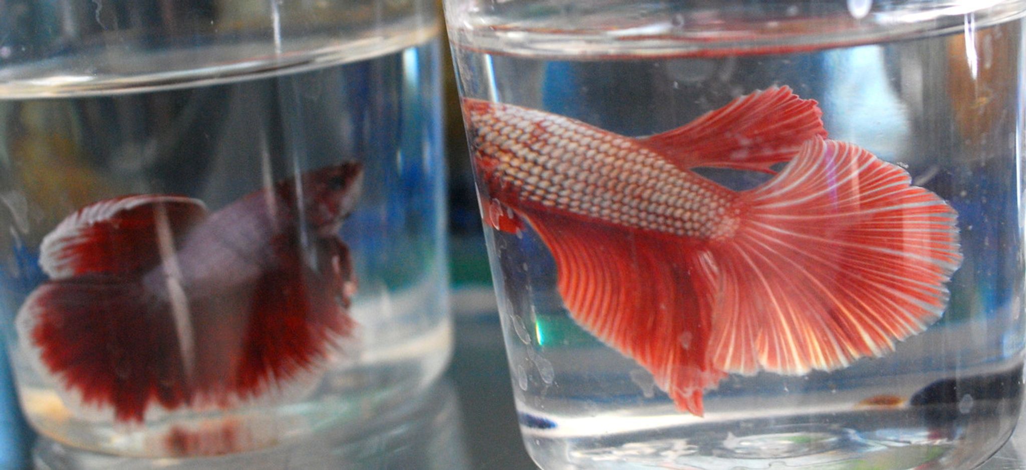 Rose Tail Betta
