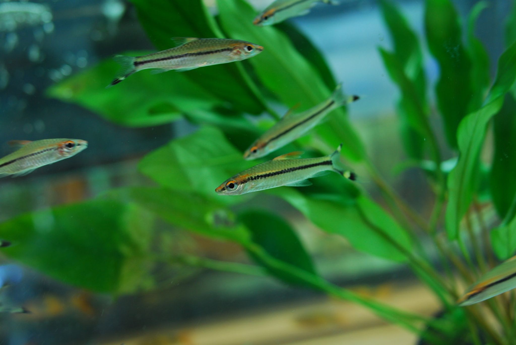 Roseline Shark Torpedo Barb (Denison Barb)