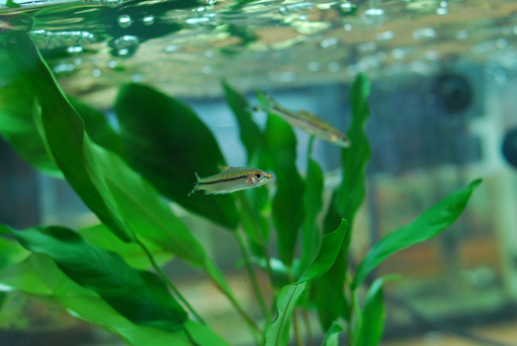 Roseline Shark Torpedo Barb (Denison Barb)