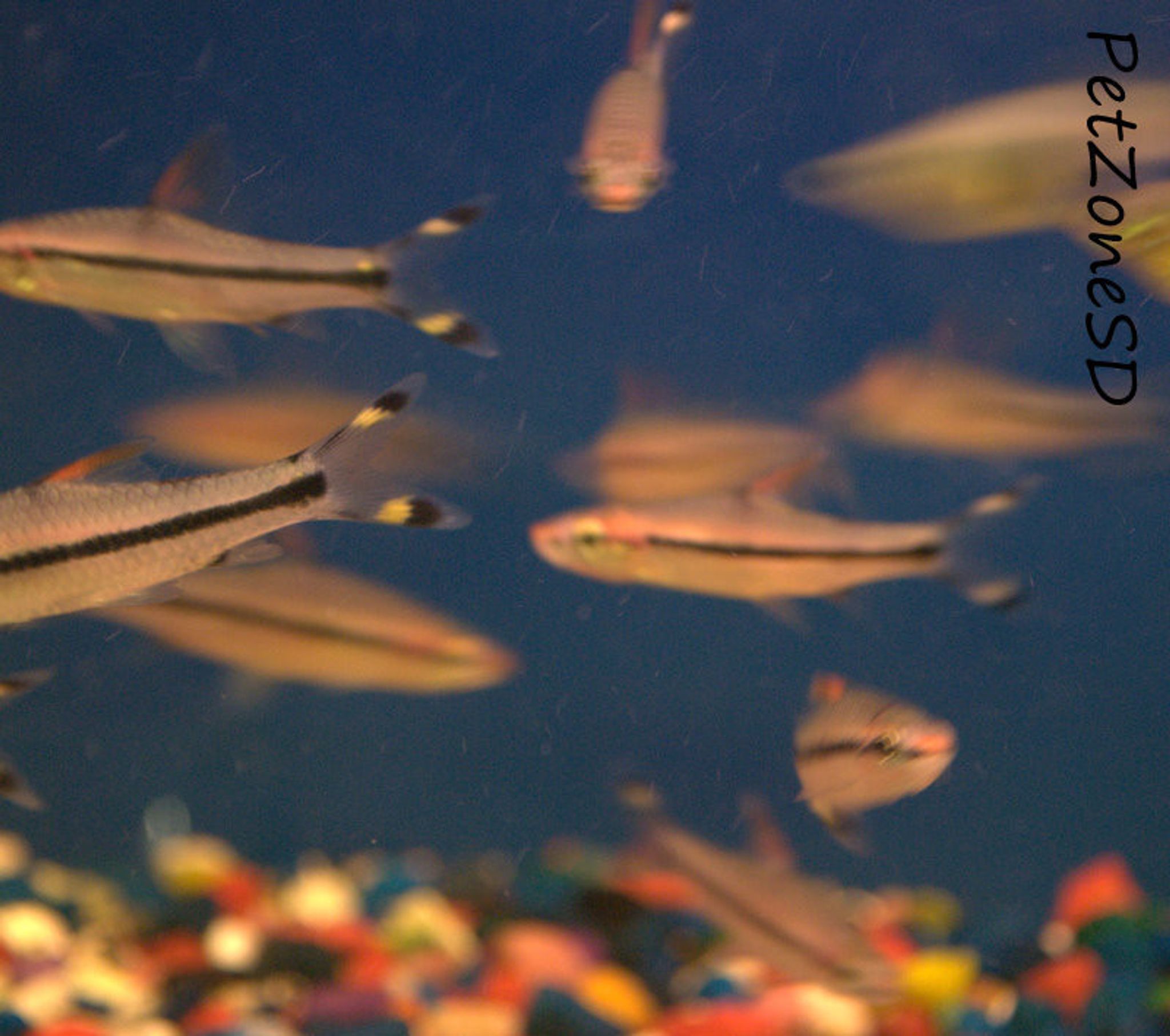 Roseline Shark Torpedo Barb (Denison Barb)