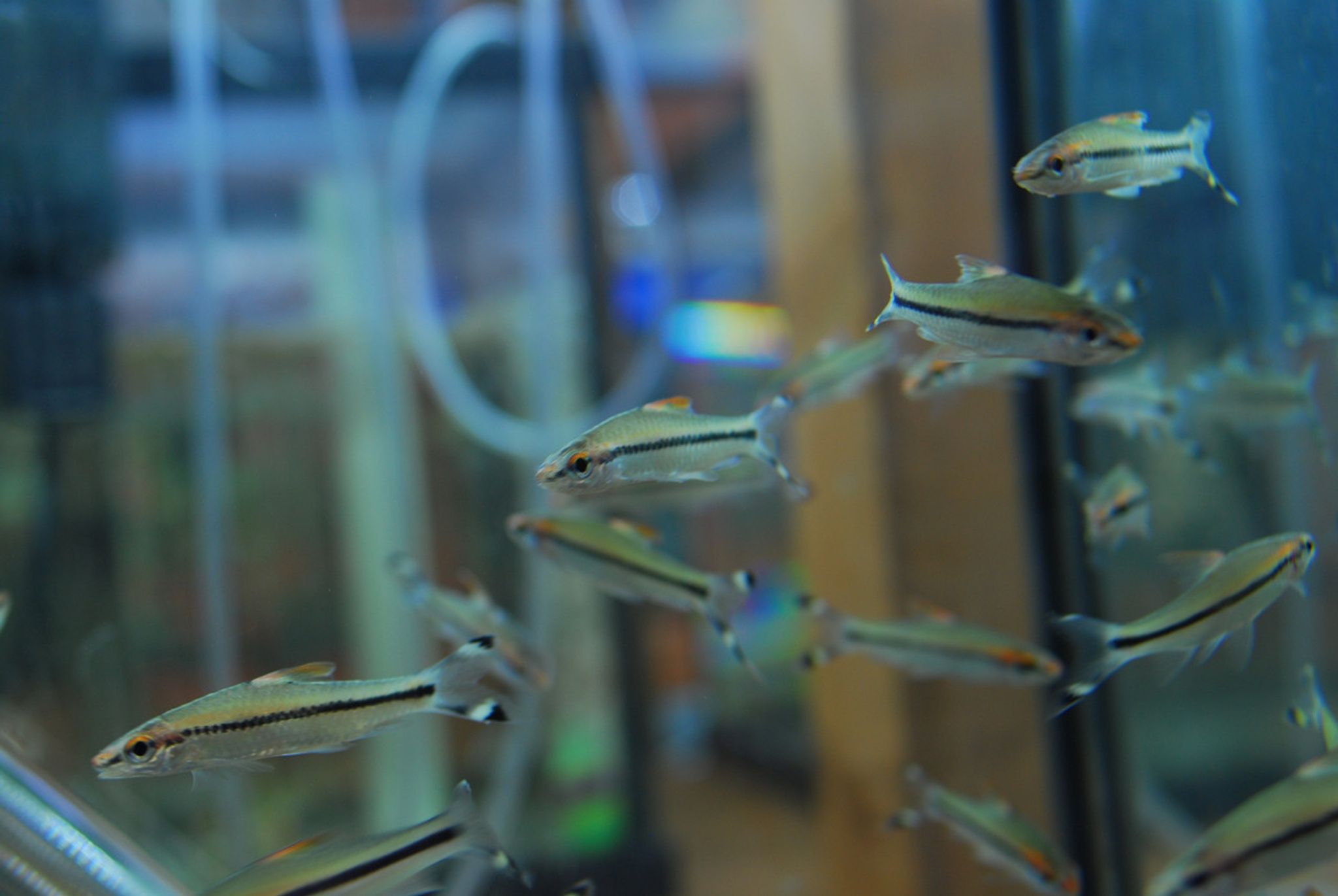 Roseline Shark Torpedo Barb (Denison Barb)