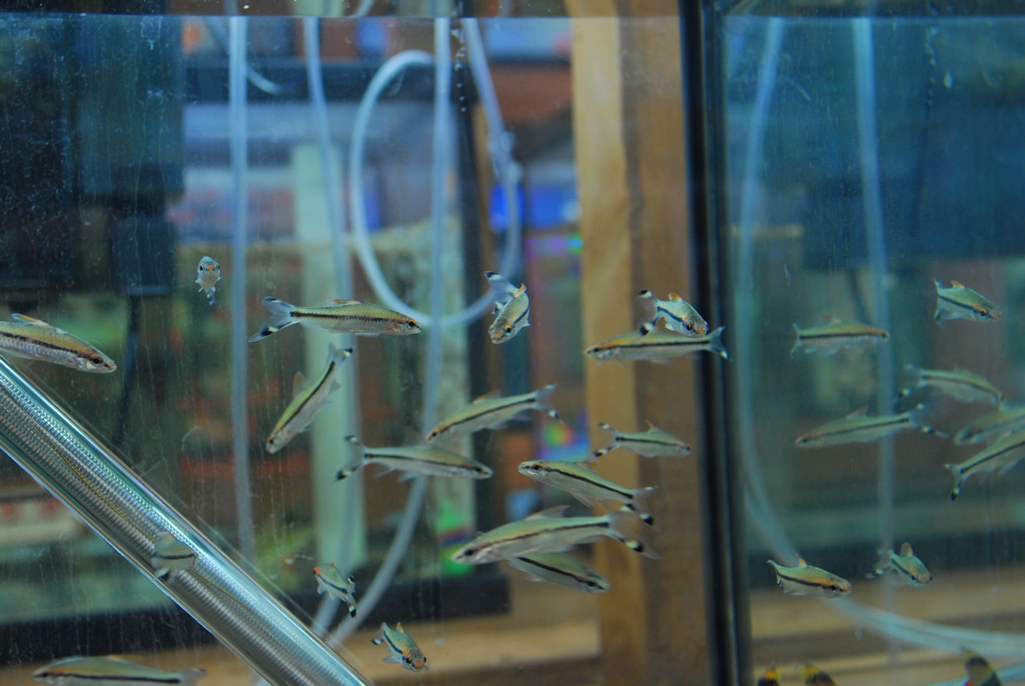 Roseline Shark Torpedo Barb (Denison Barb)