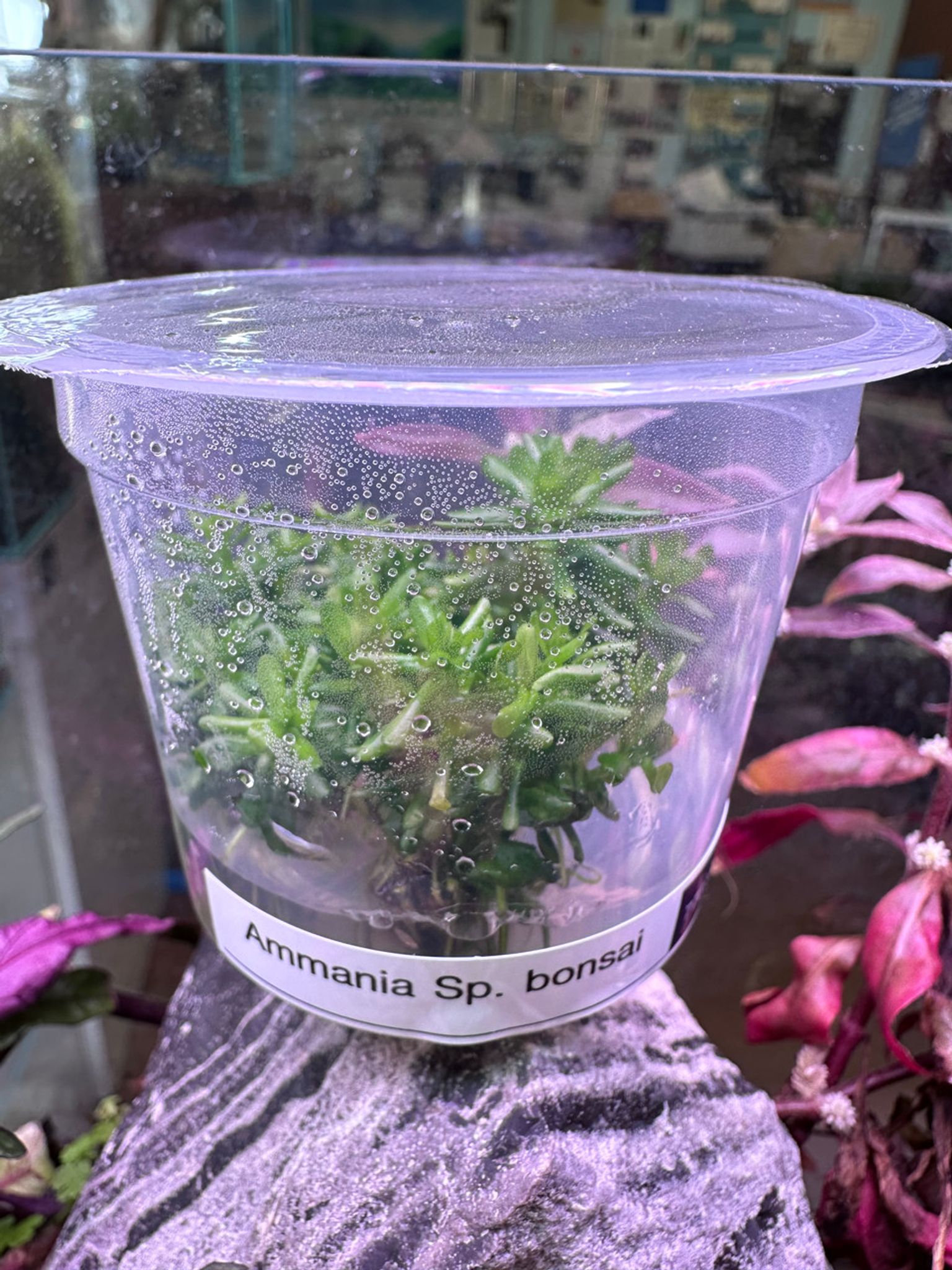 Rotala Ammania "Bonsai" Tissue Culture