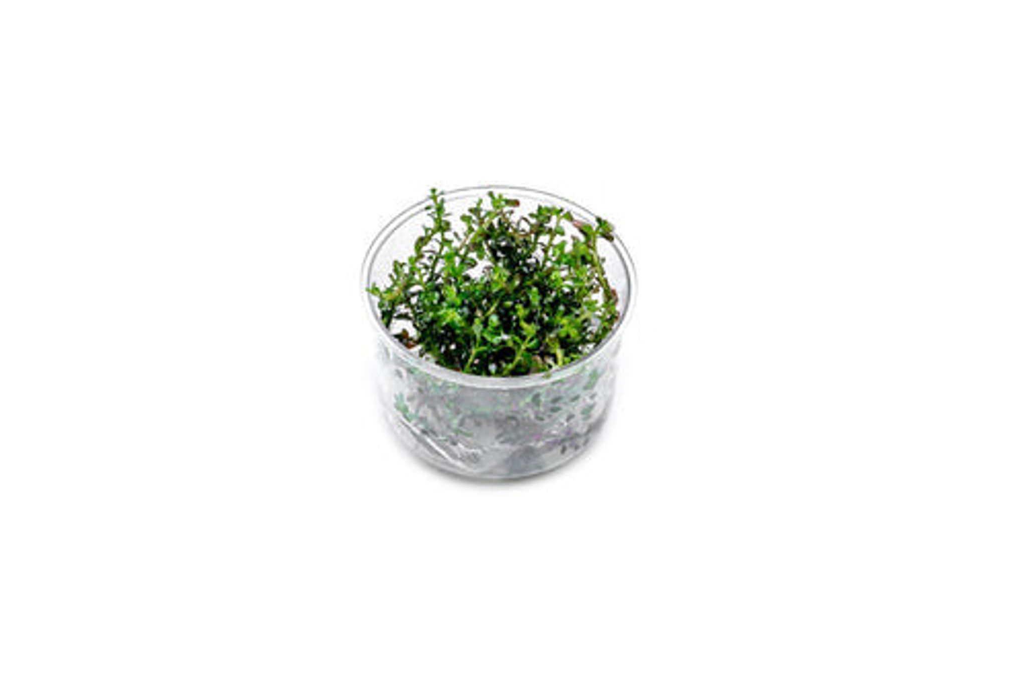 Rotala Colorata