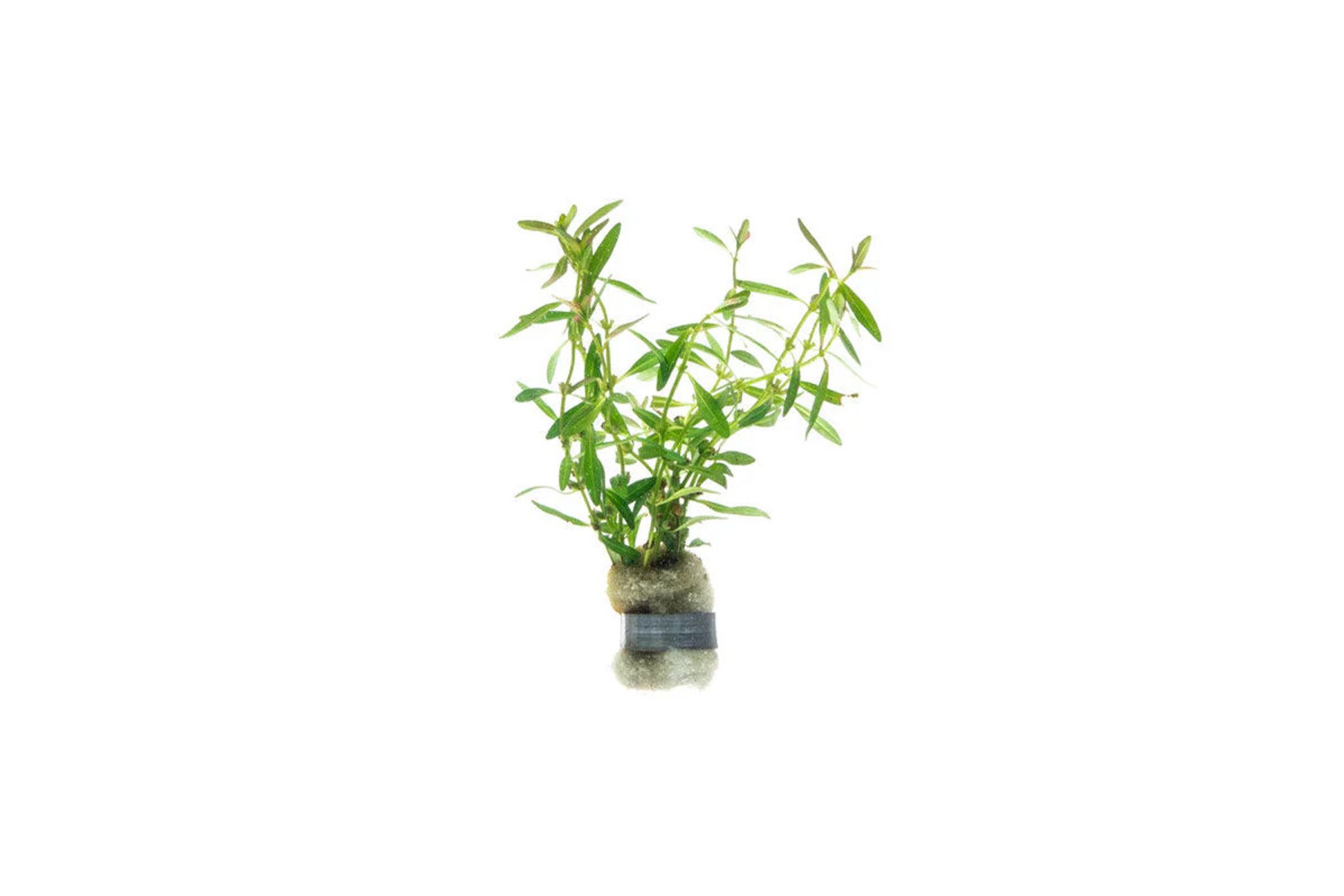 Rotala Florida Sunset