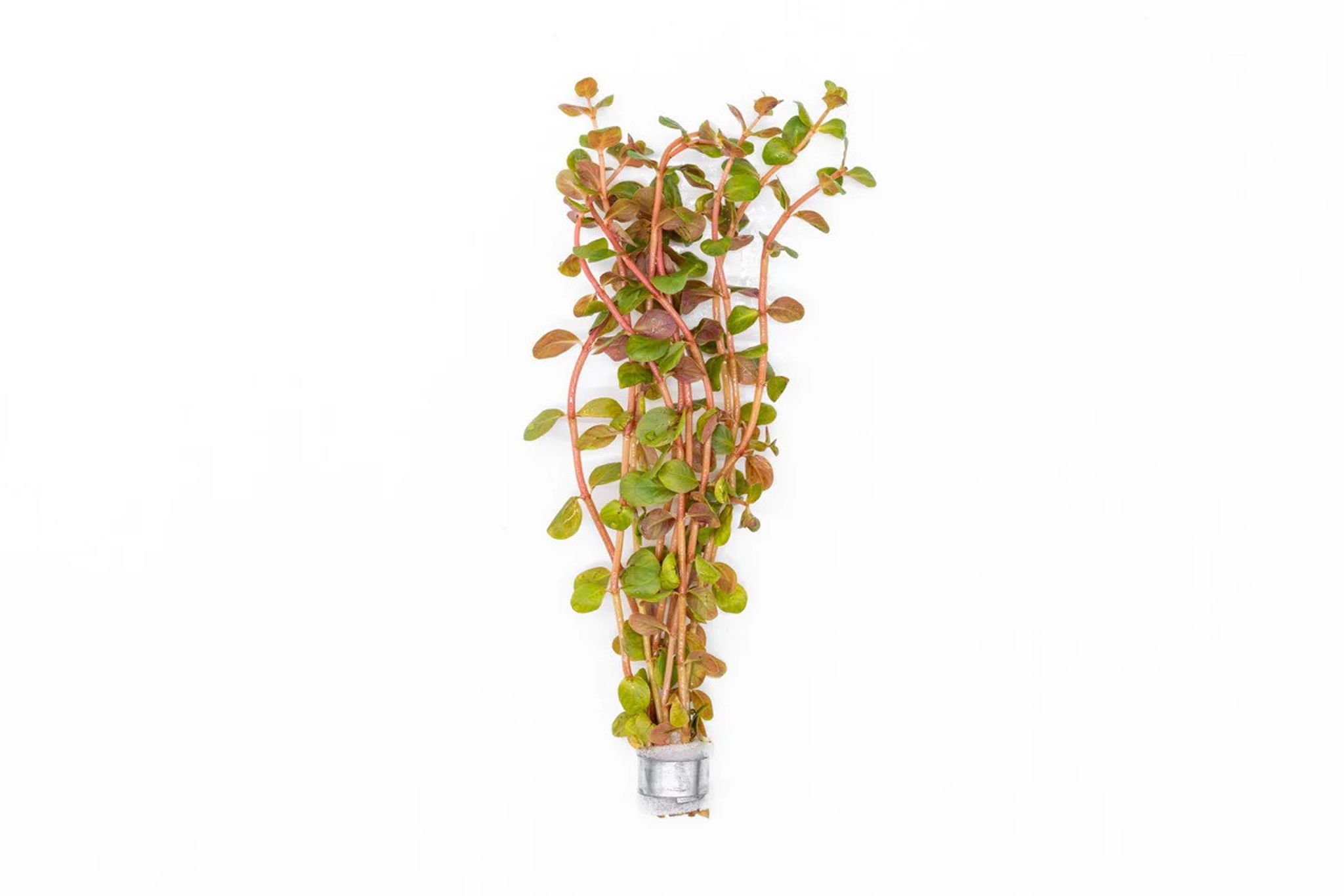 Rotala h’ra Bunch