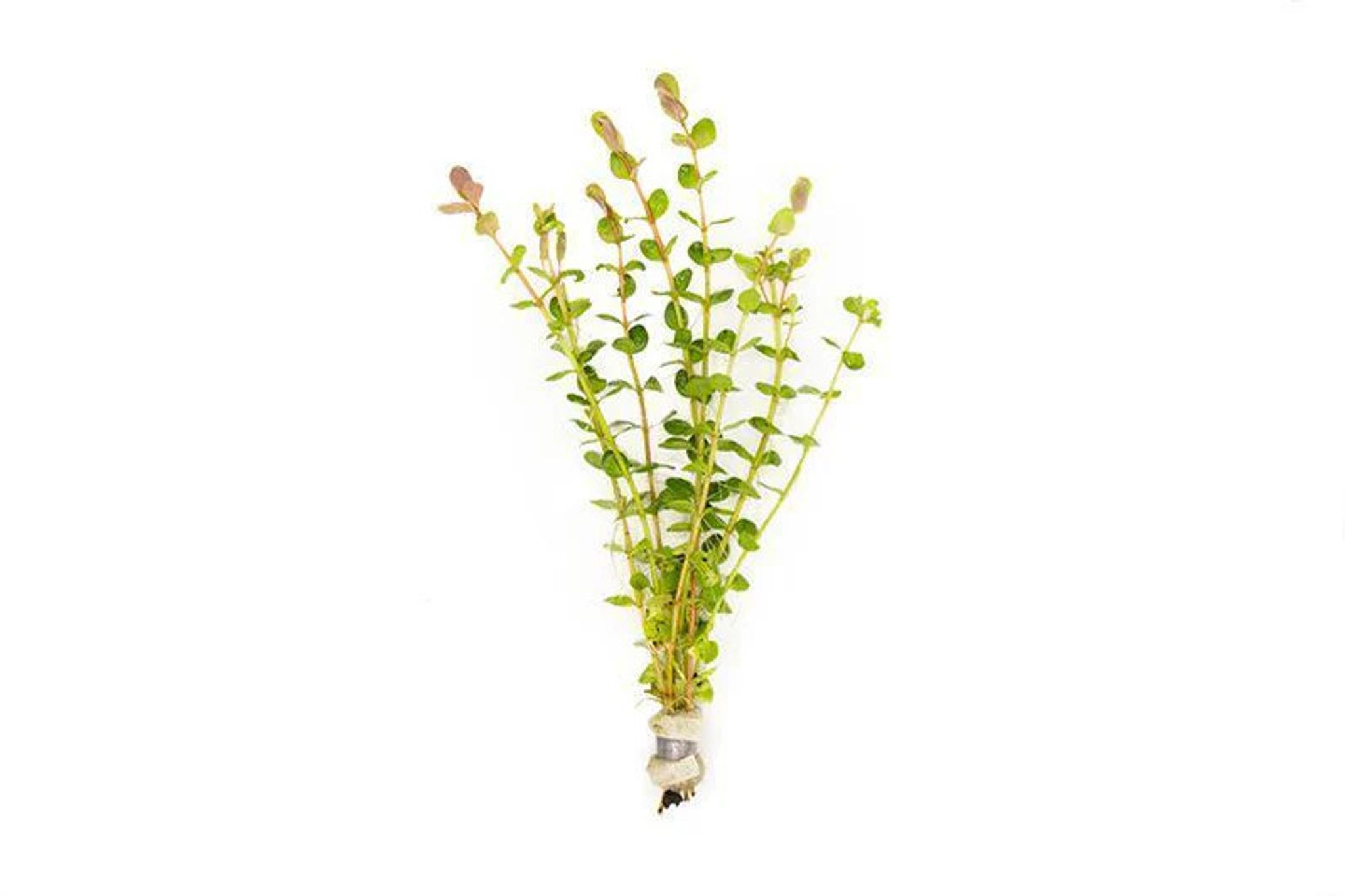Rotala Indica Red