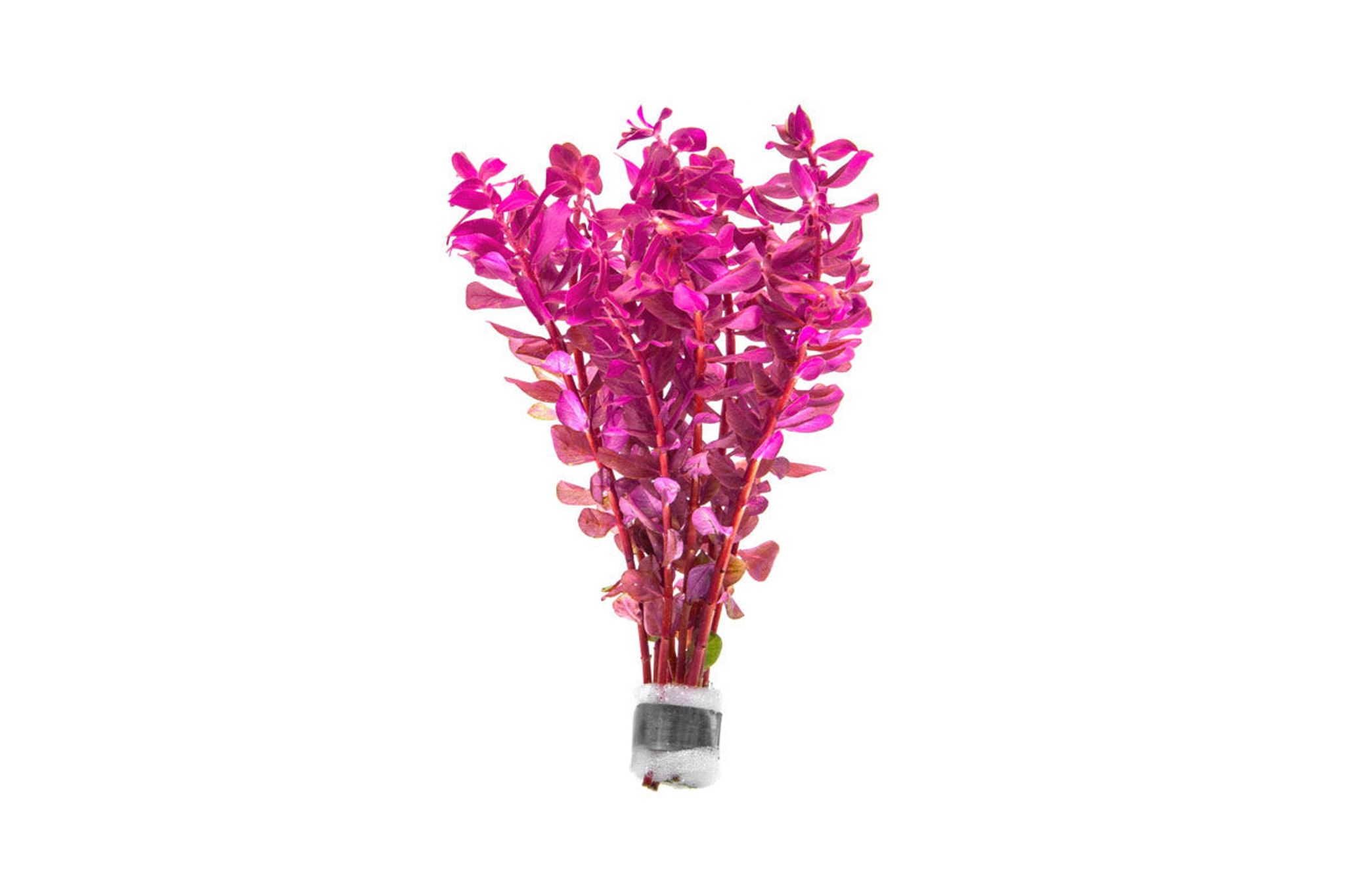 Rotala Macrandra Mini - Lead Bunch