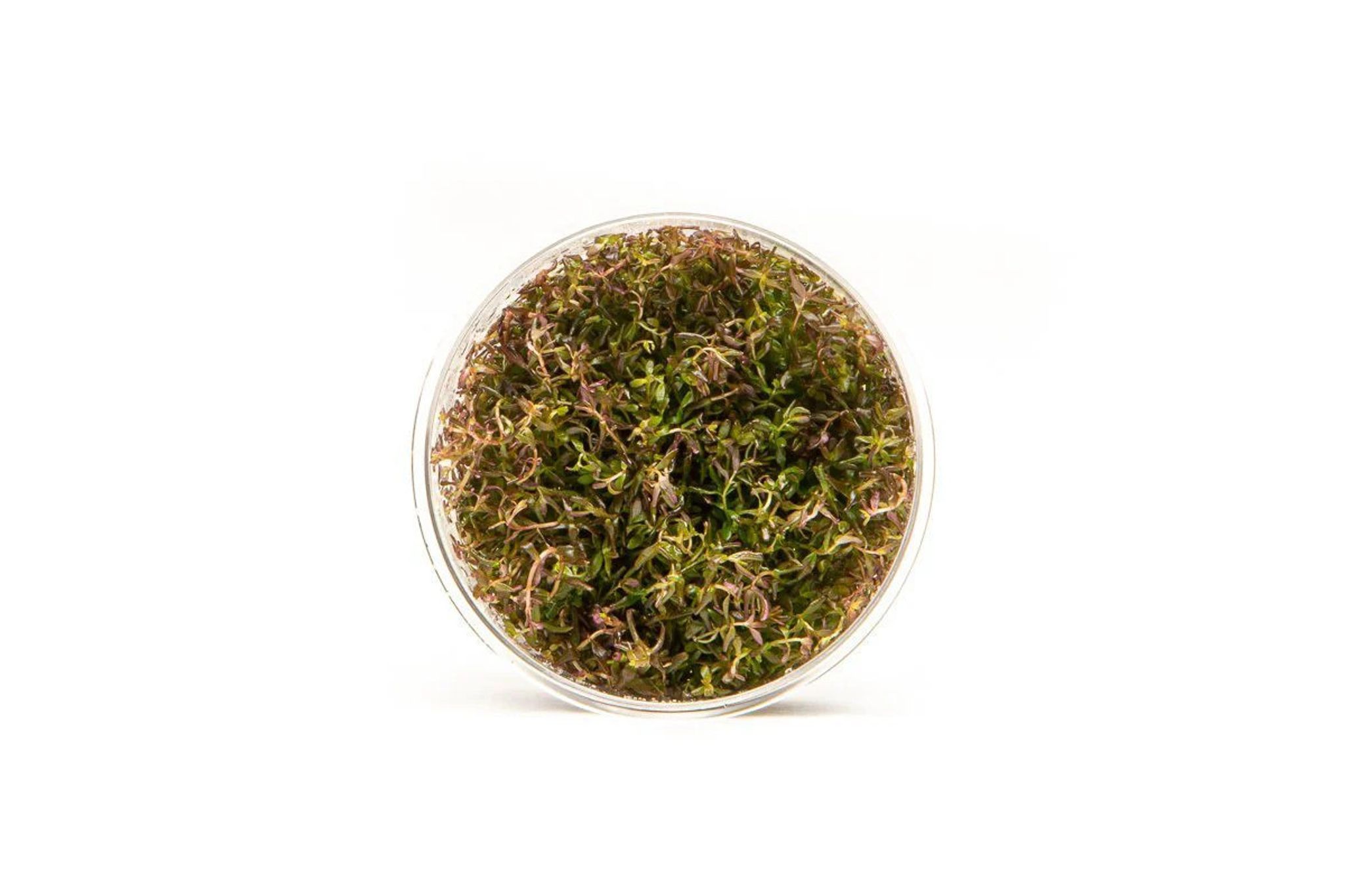 Rotala Macrandra Mini UNS Tissue Culture