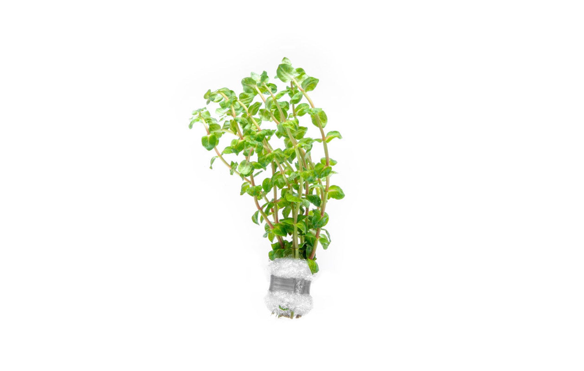 Rotala Macrandra Pearl