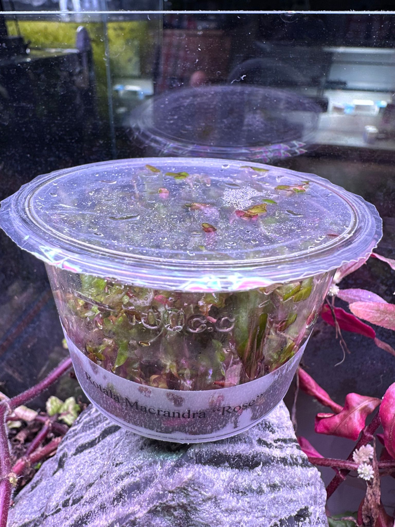 Rotala Macrandra Rose Tissue Culture