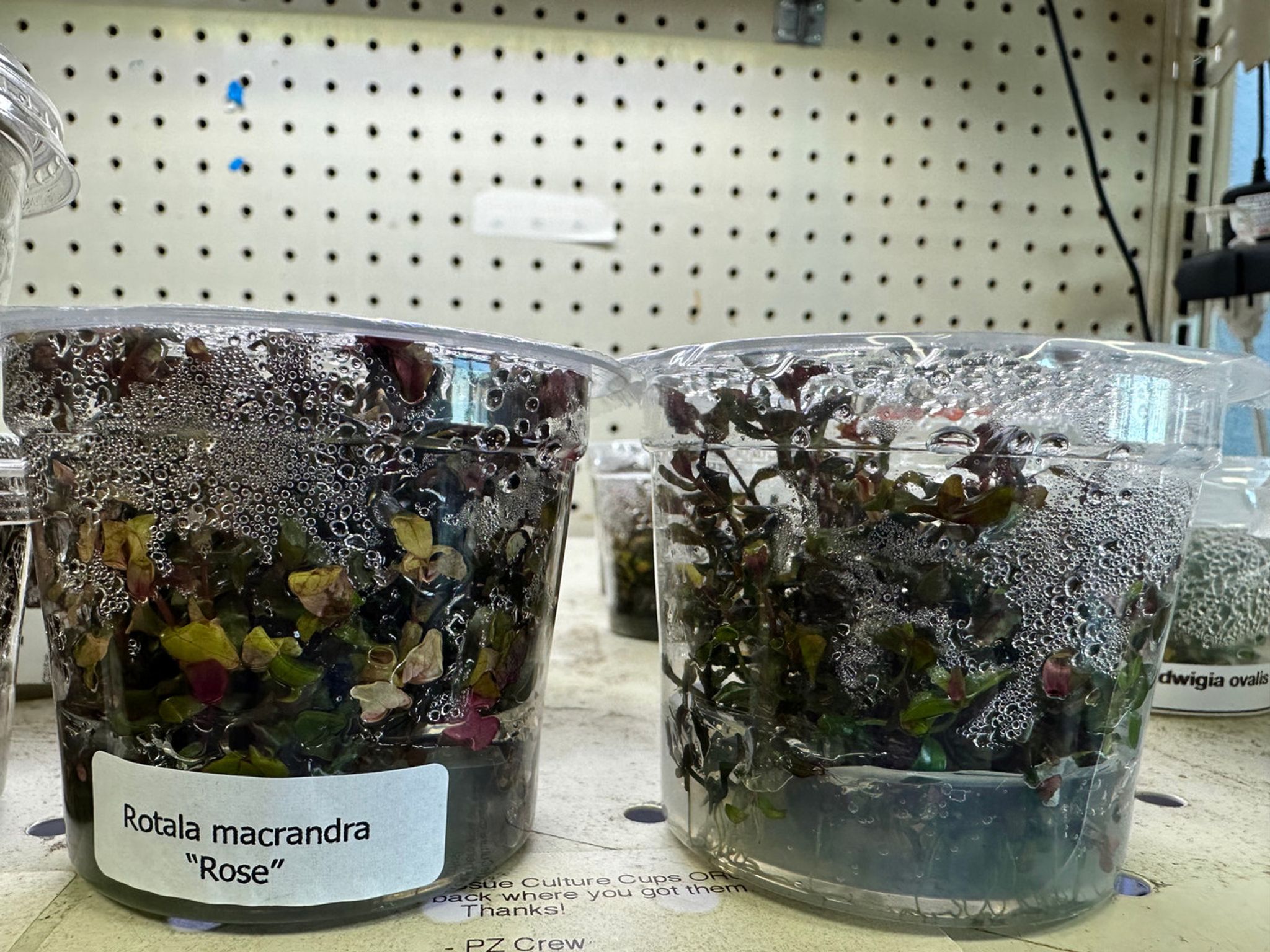 Rotala Macrandra Rose Tissue Culture