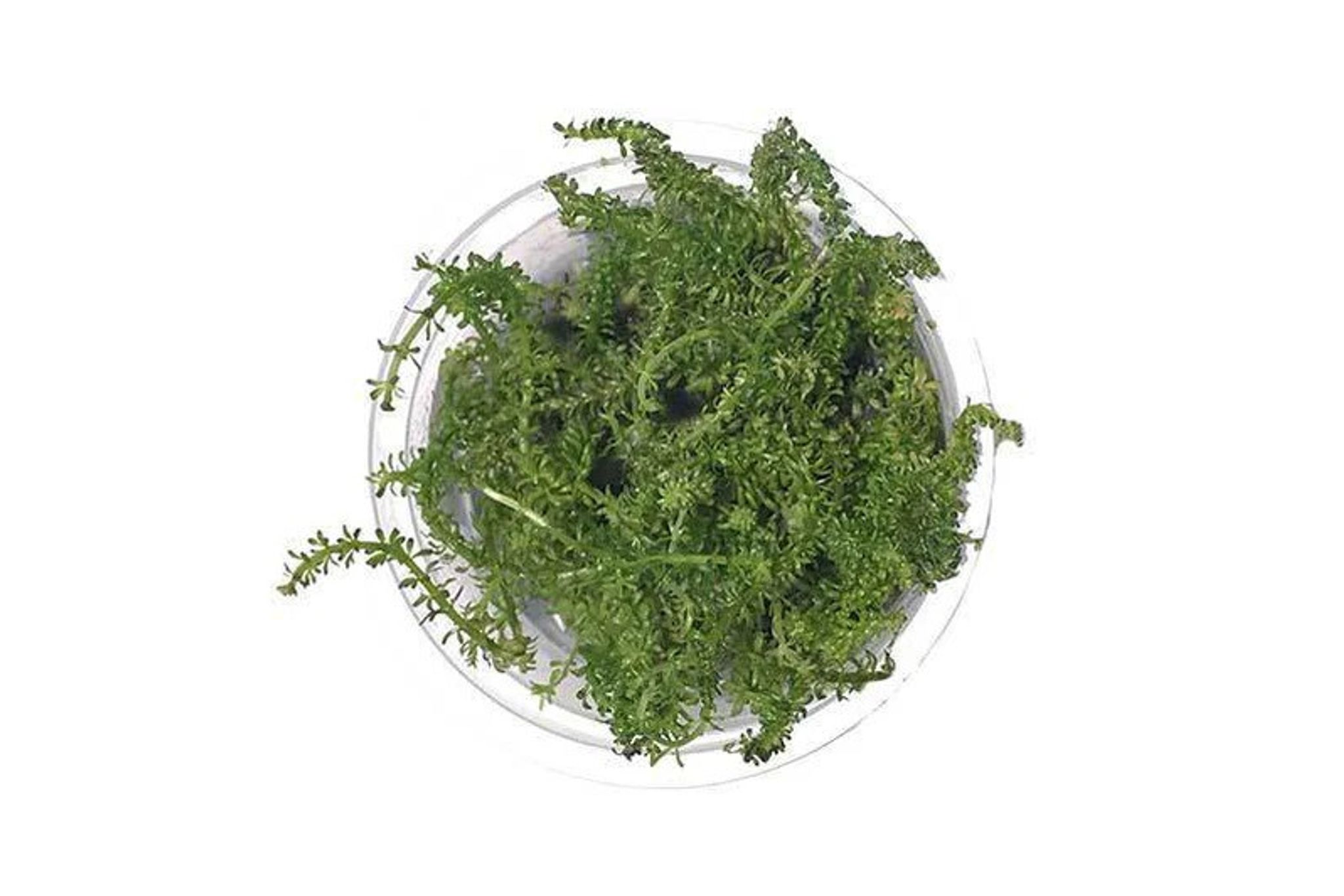 Rotala Macrandra Tissue Culture