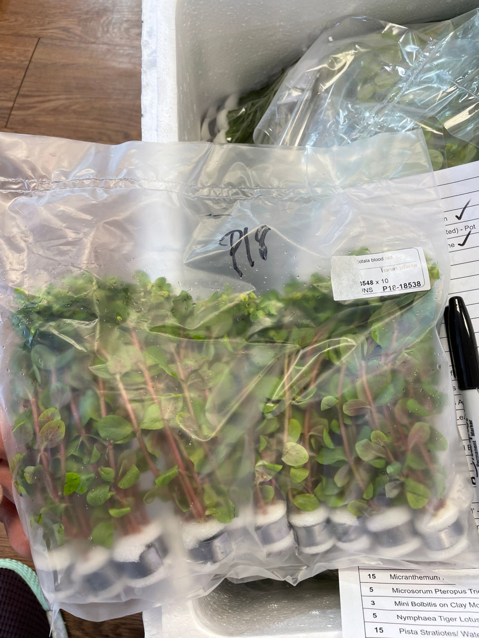 Rotala Red