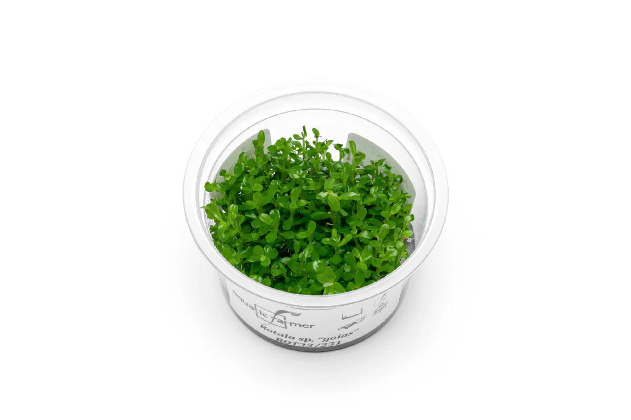 Rotala sp. Goias Aquatic Farmer Tissue Culture