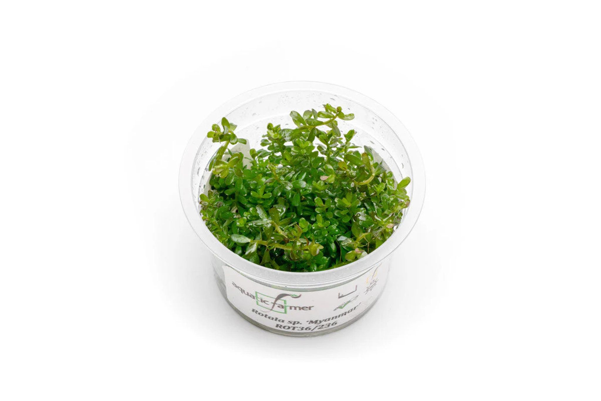 Rotala sp. 'Myanmar' Aquatic Farmer Tissue Culture