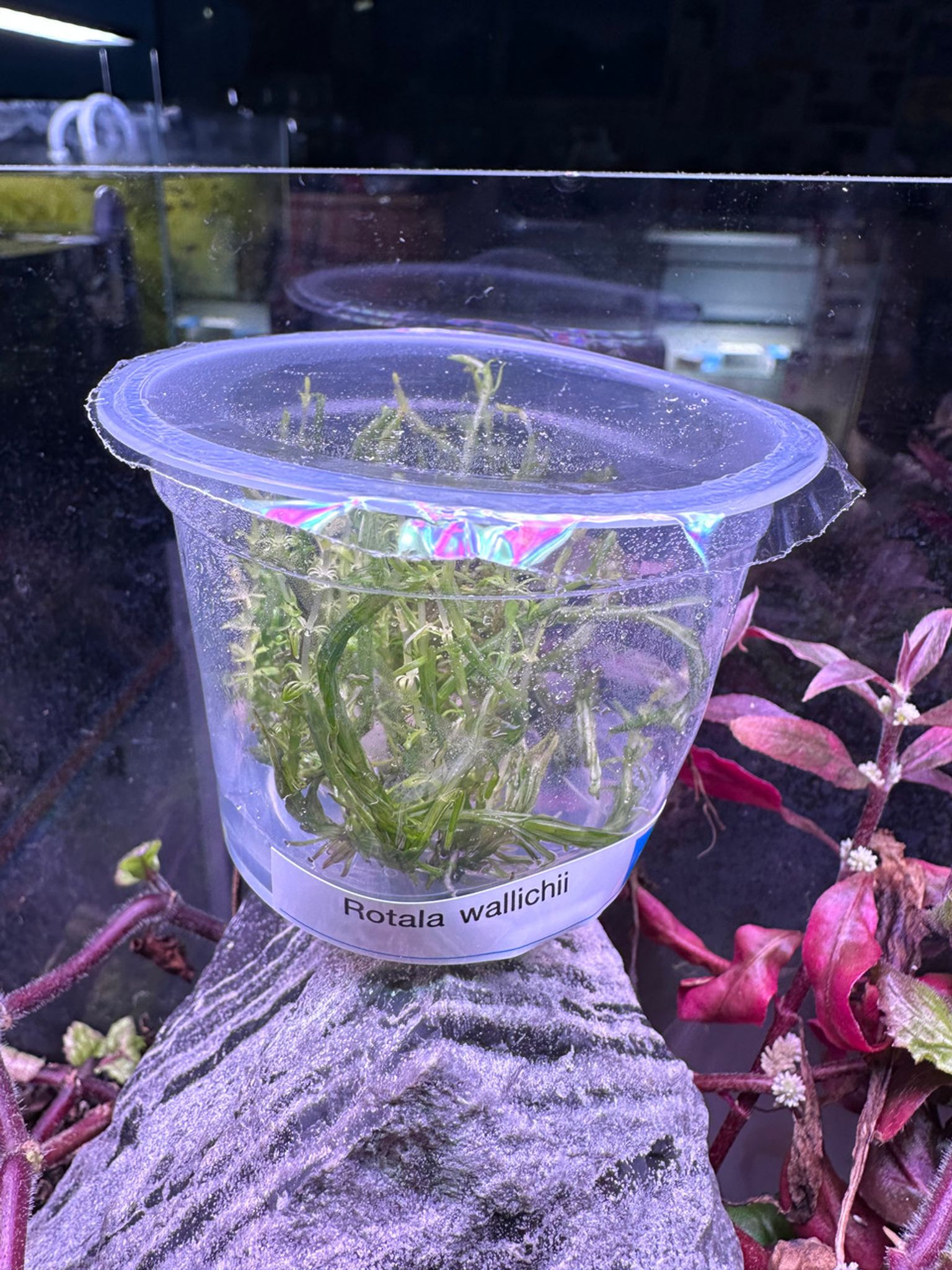 Rotala Wallichi Tissue Culture