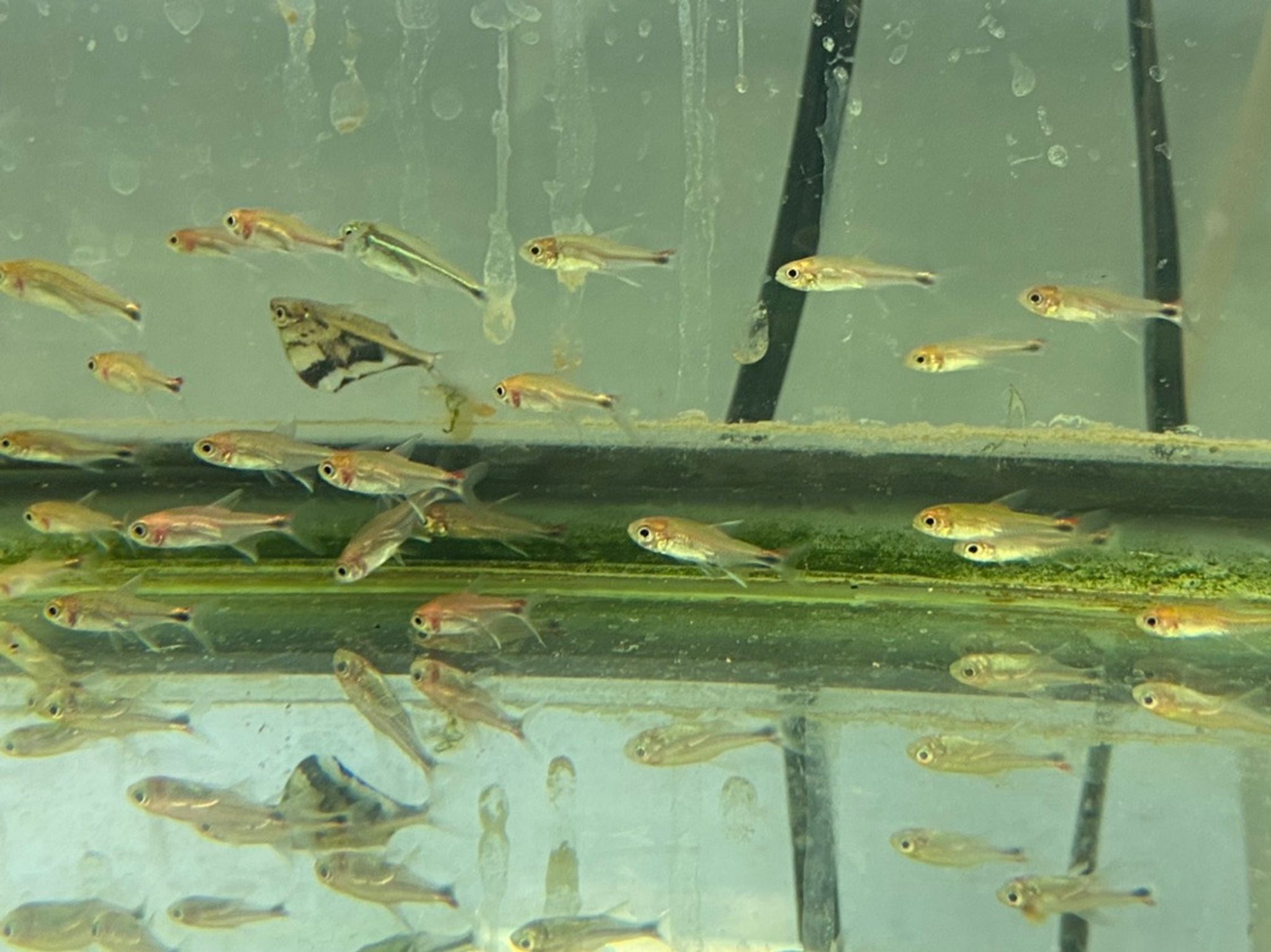Ruby Tetra