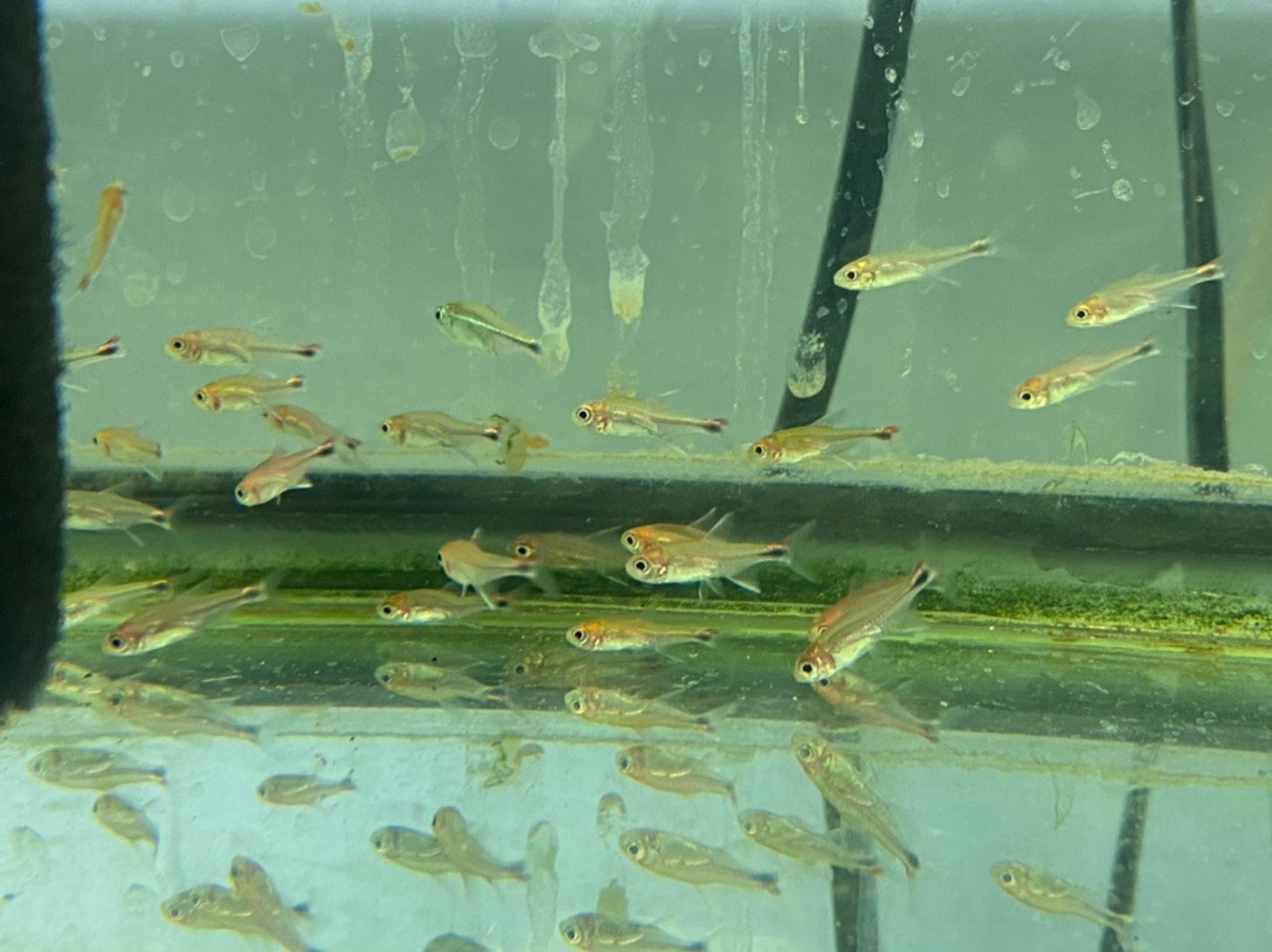 Ruby Tetra