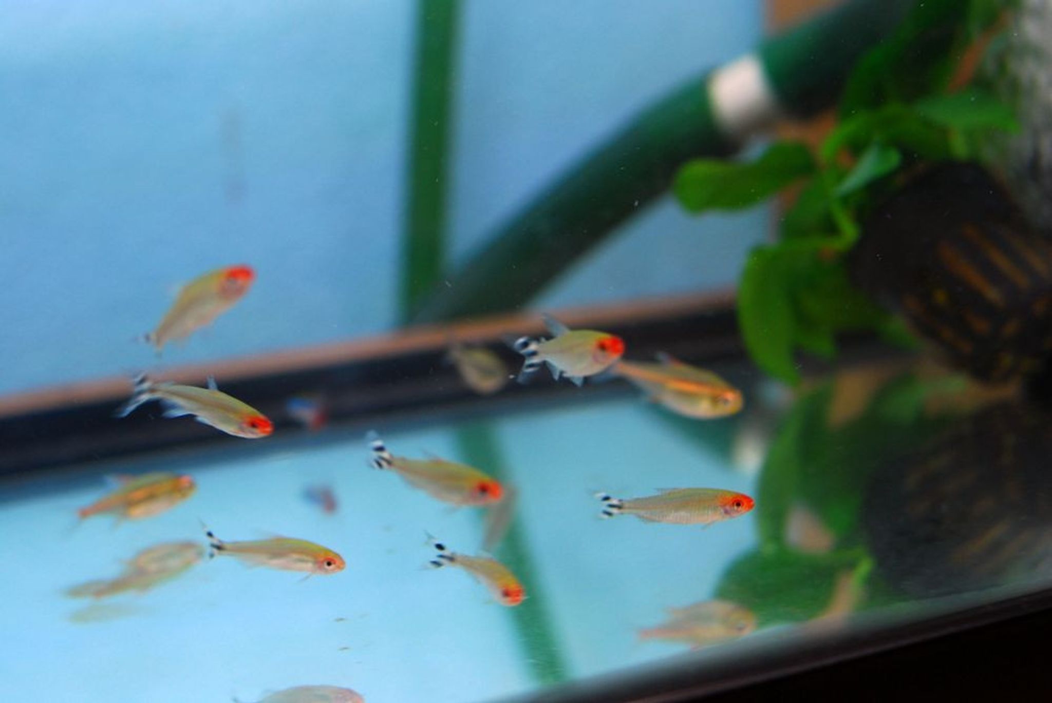Rummynose Tetra - Hemigrammus rhodostomus