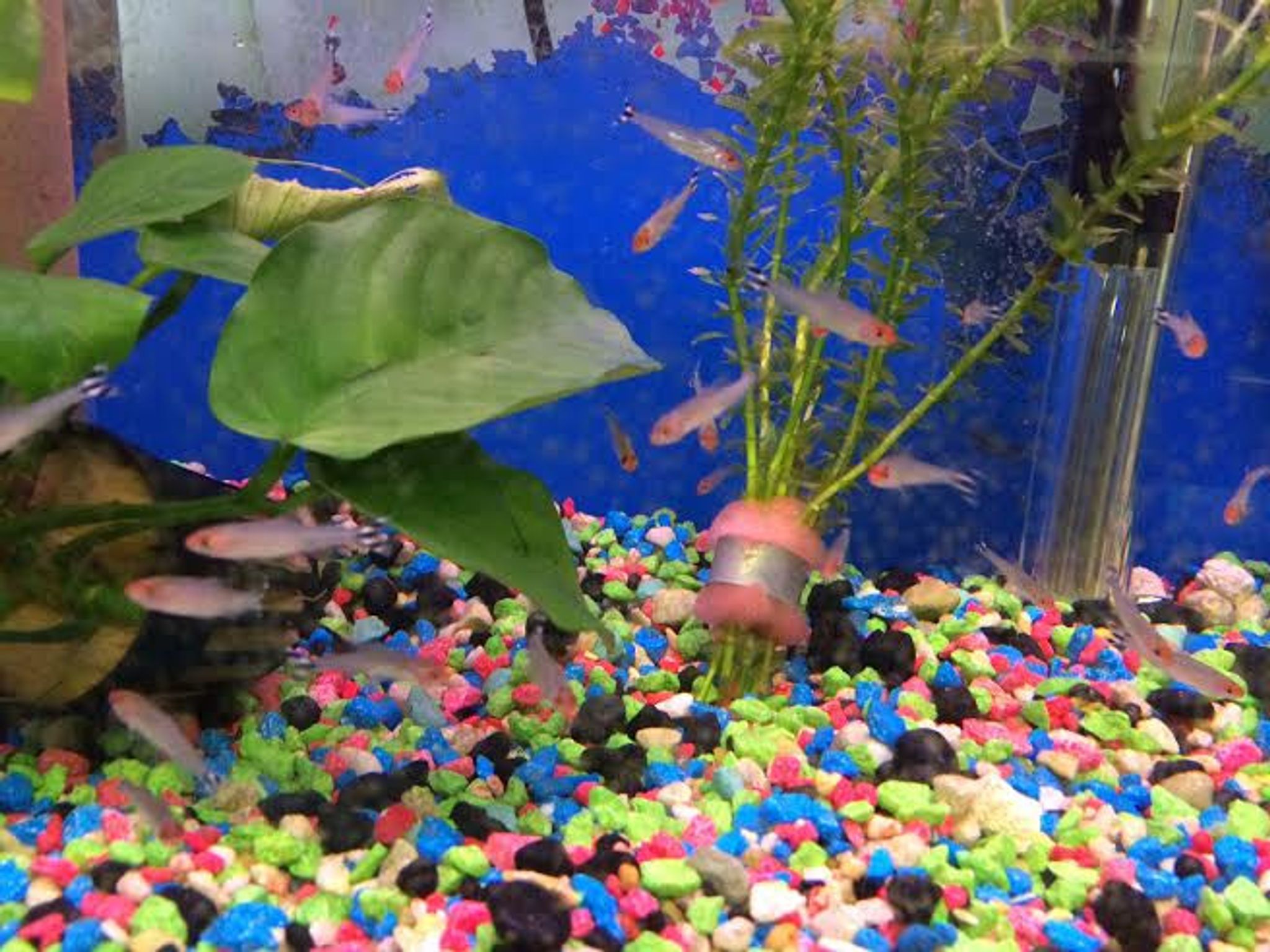 Rummynose Tetra - Hemigrammus rhodostomus