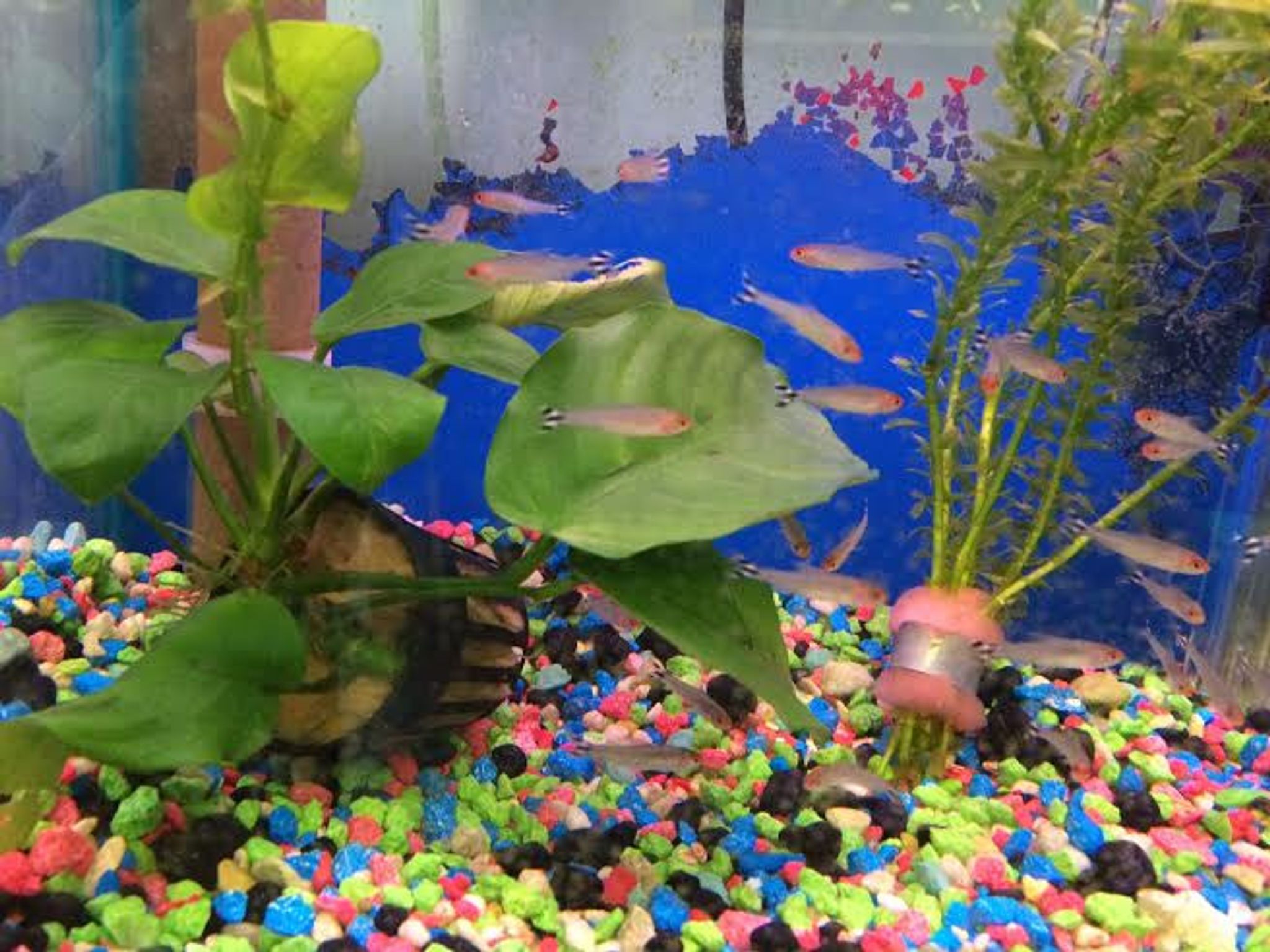 Rummynose Tetra - Hemigrammus rhodostomus