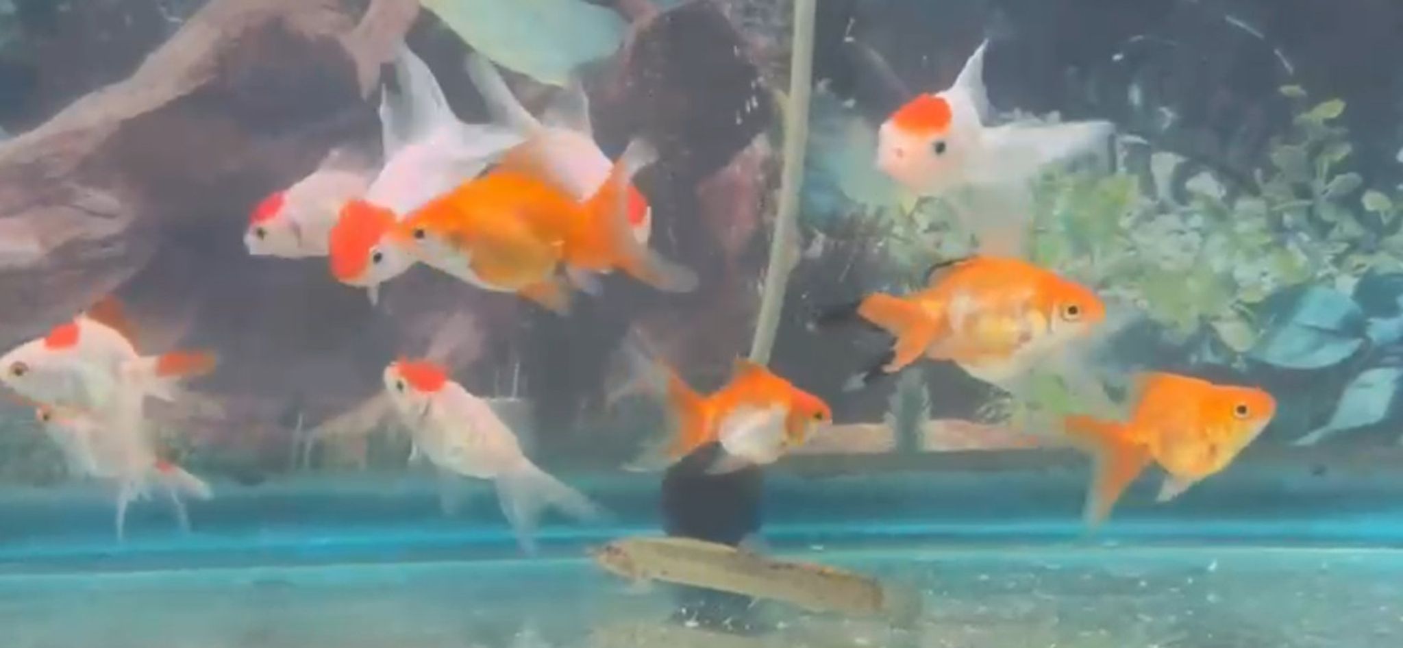 Ryukin Goldfish Assorted Small
