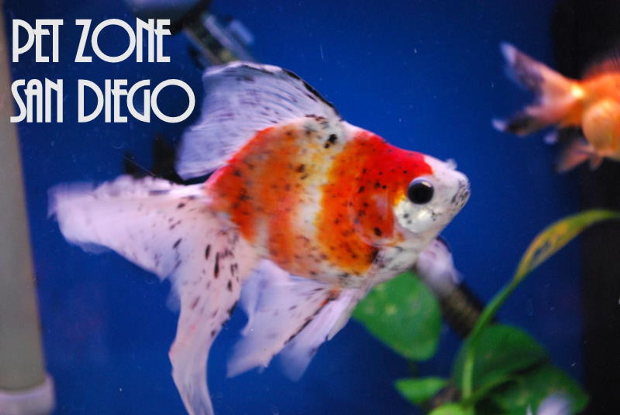 Ryukin Goldfish, Assorted